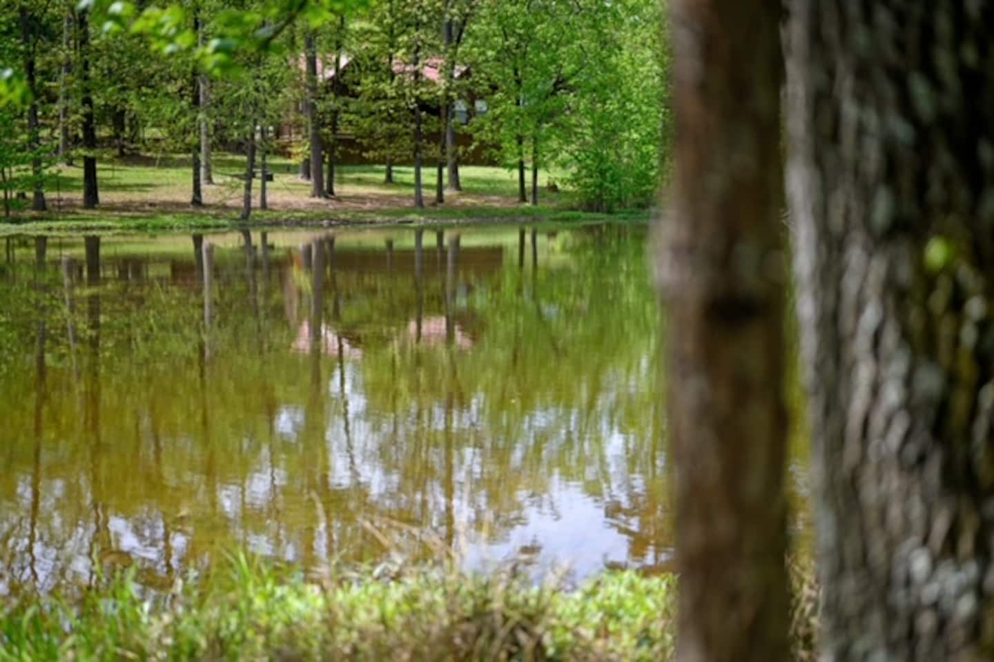 Misty Pines pond view