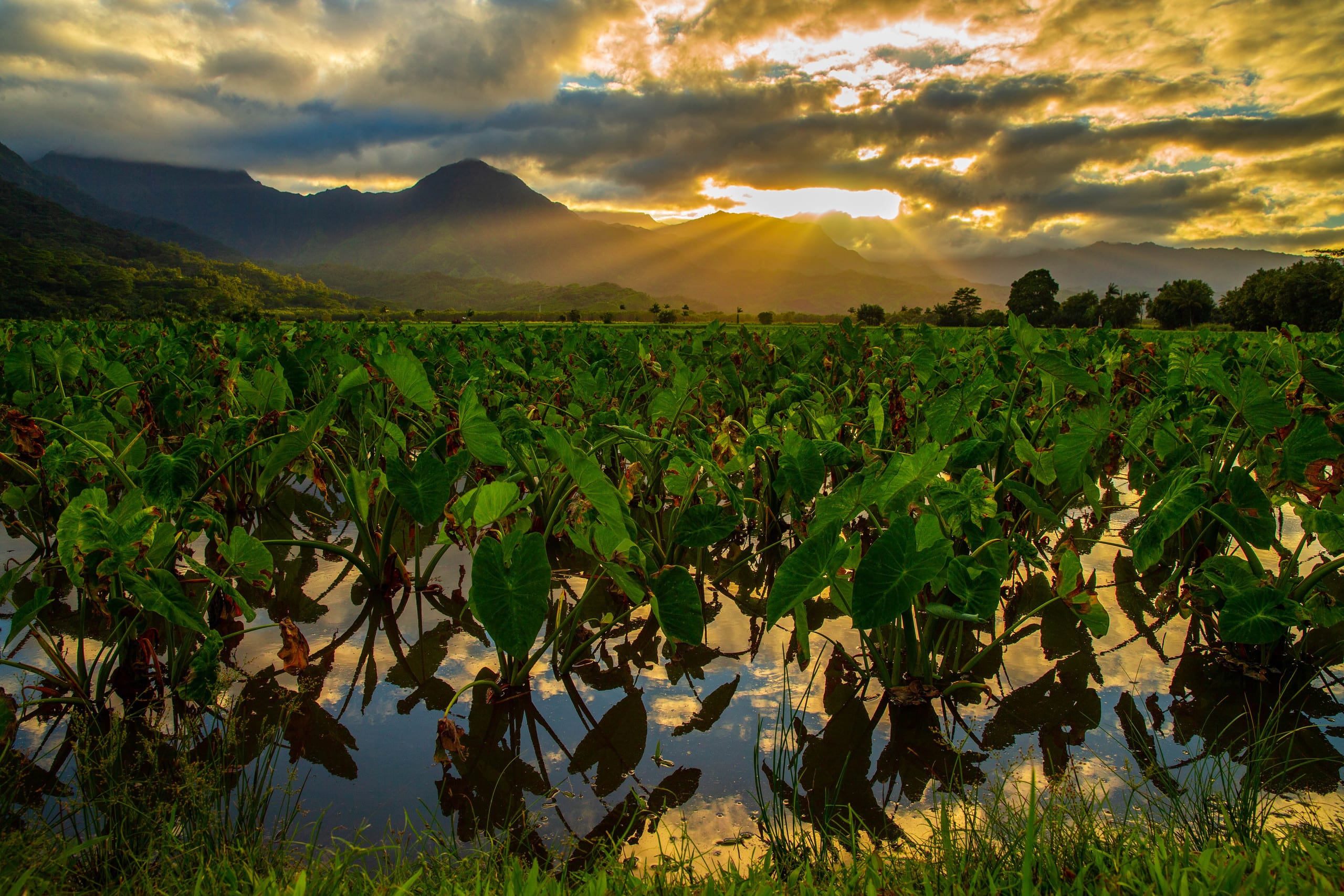 Pohaku Kauai by Gather: Garden Views Near Hanalei - Image 30
