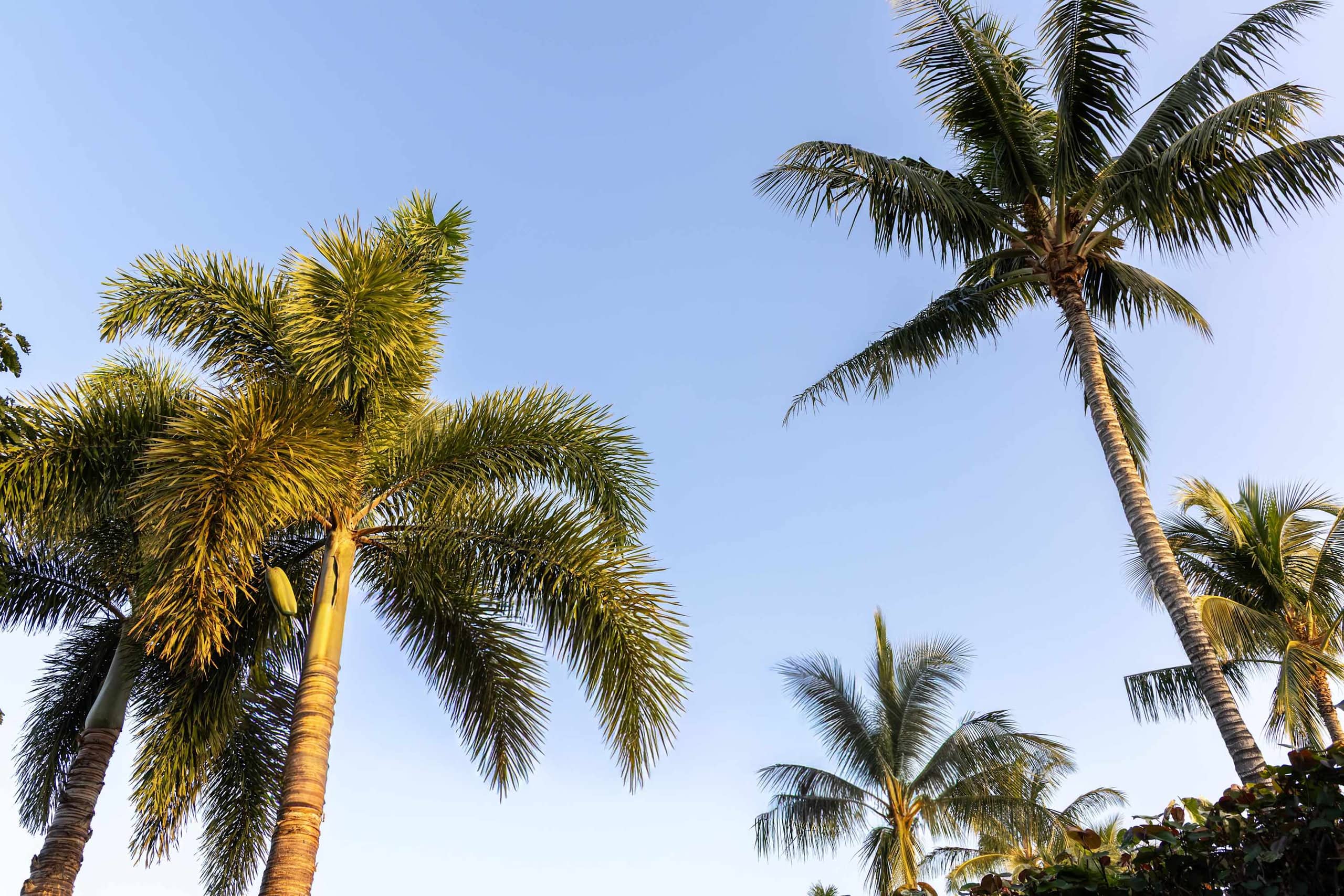 Villa in Waimea · ★4.94 · 4 bedrooms · 9 beds · 3.5 baths - Image 217