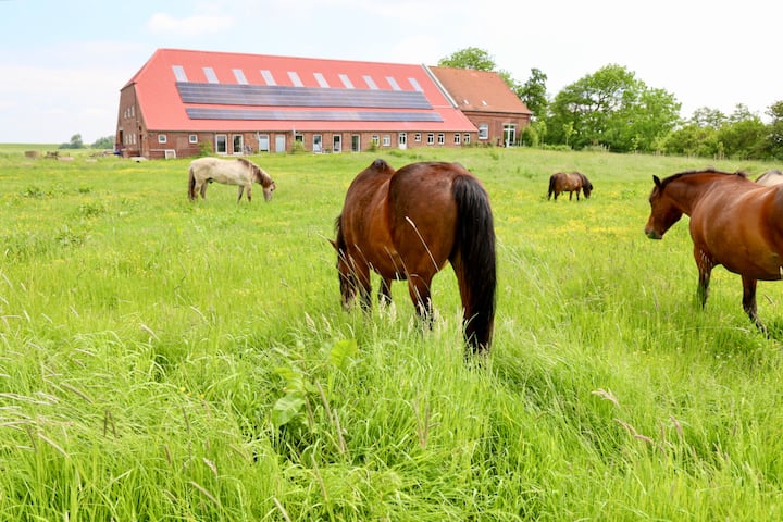 Ferienwohnung/app. In Neuharlingersiel (310791) - Neuharlingersiel
