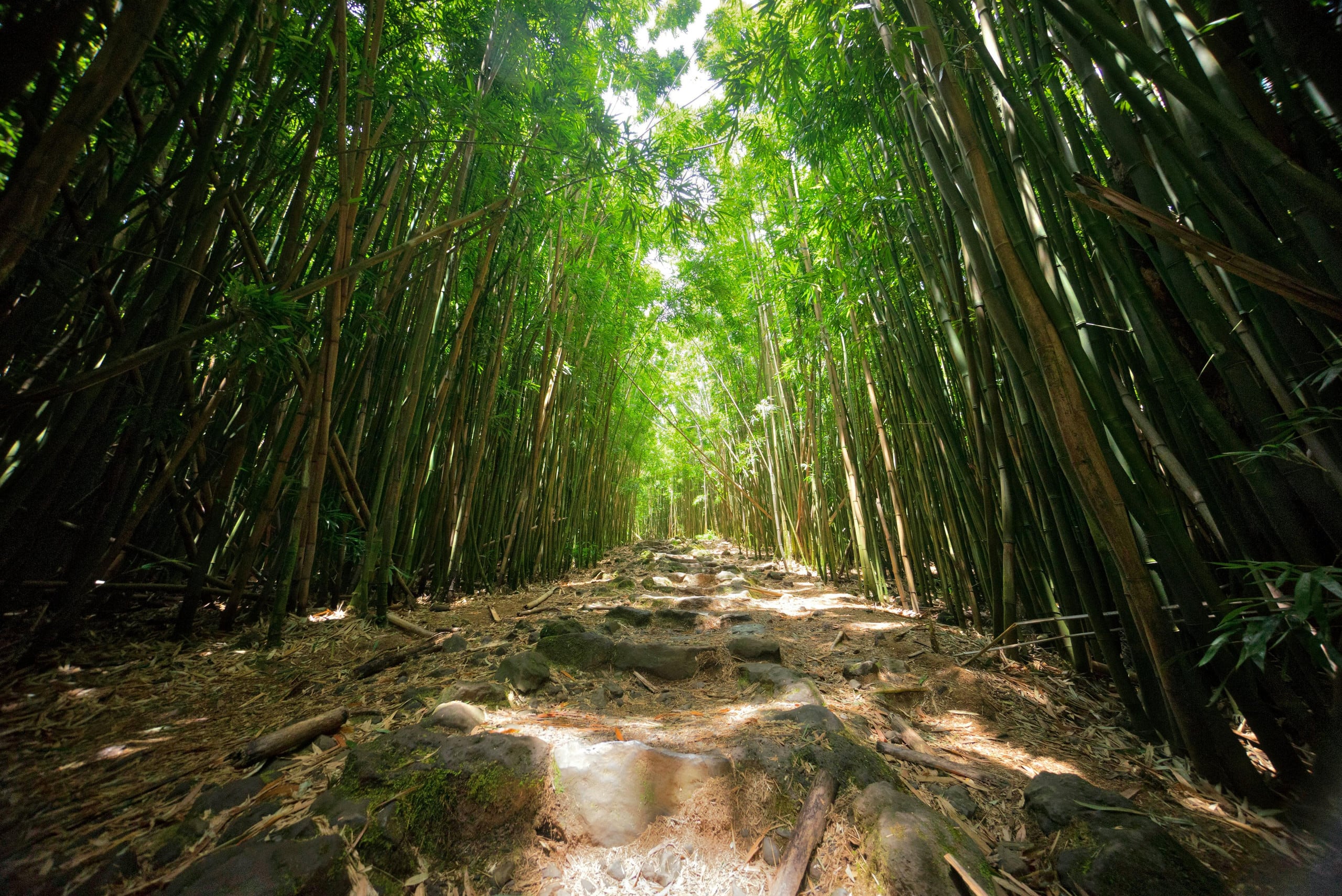 Condo in Kihei · ★4.32 · 1 bedroom · 2 beds · 2 private baths - Image 50