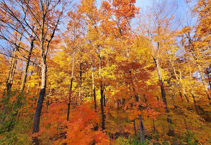 Modern townhome in Kanata w/ direct forest access gallery image 4