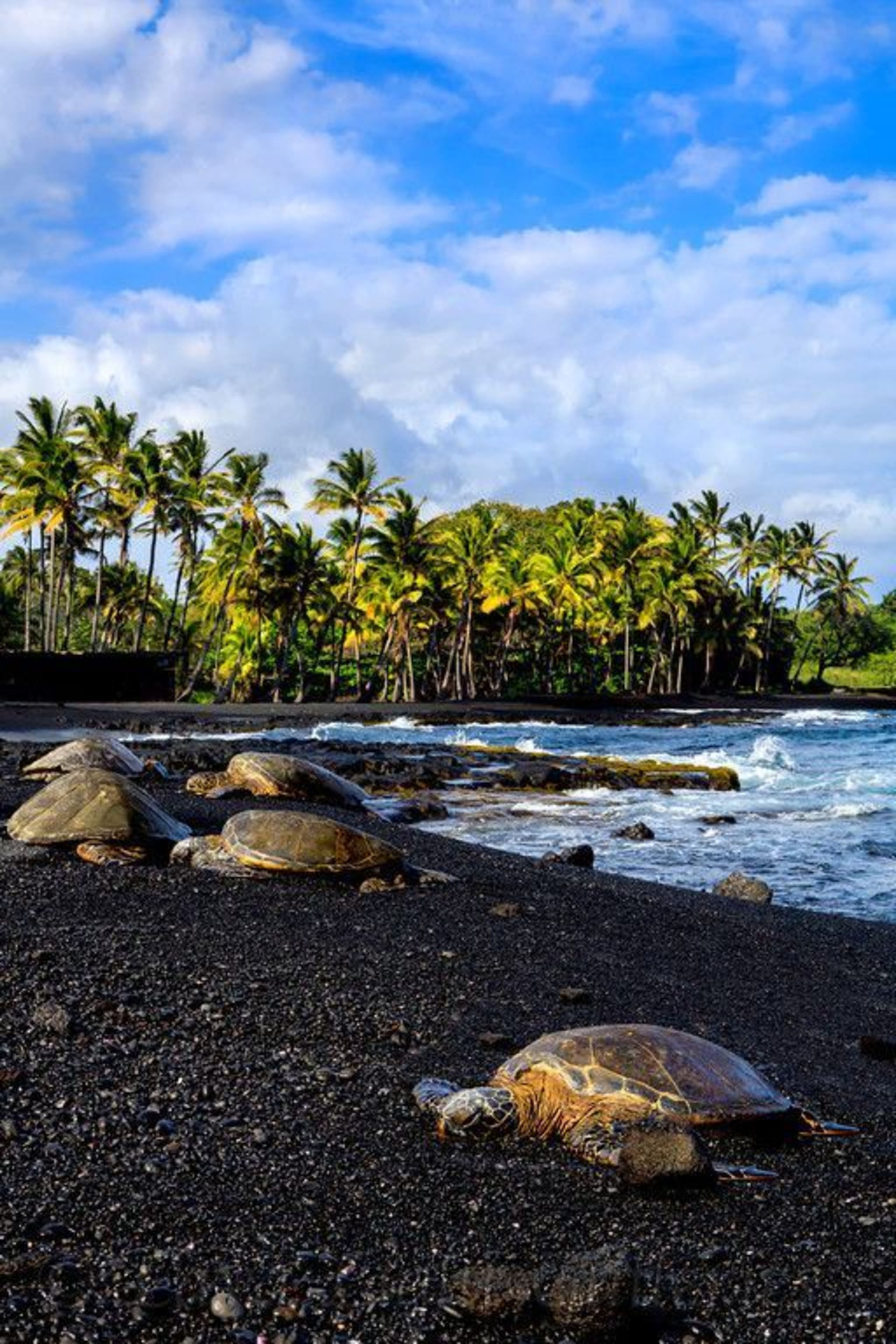 Condo in Pahala · ★4.57 · 1 bedroom · 2 beds · 1 shared bath - Image 13