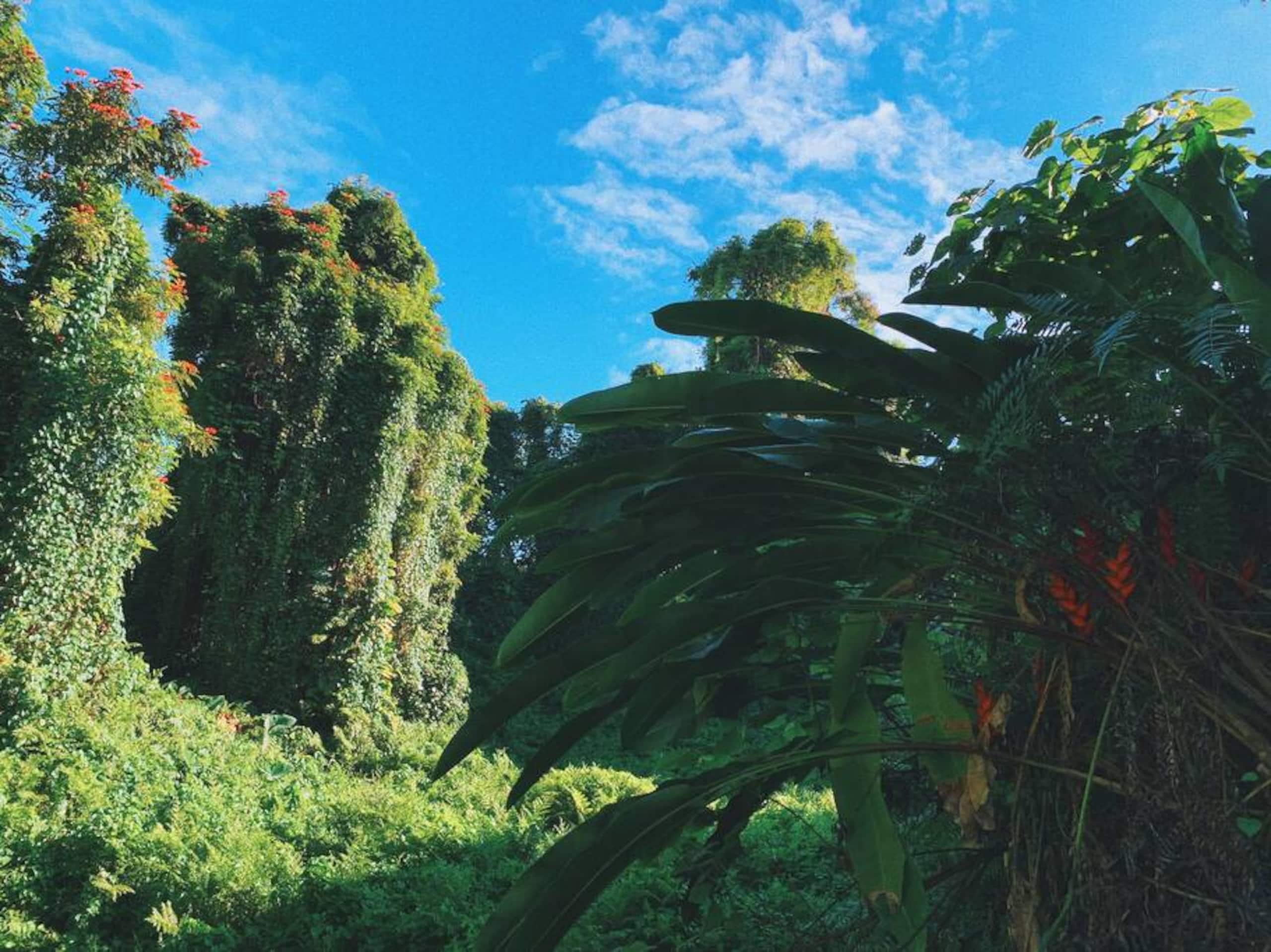 Rainforest Views - B&B One Mile from Downtown Hilo - Photo 9