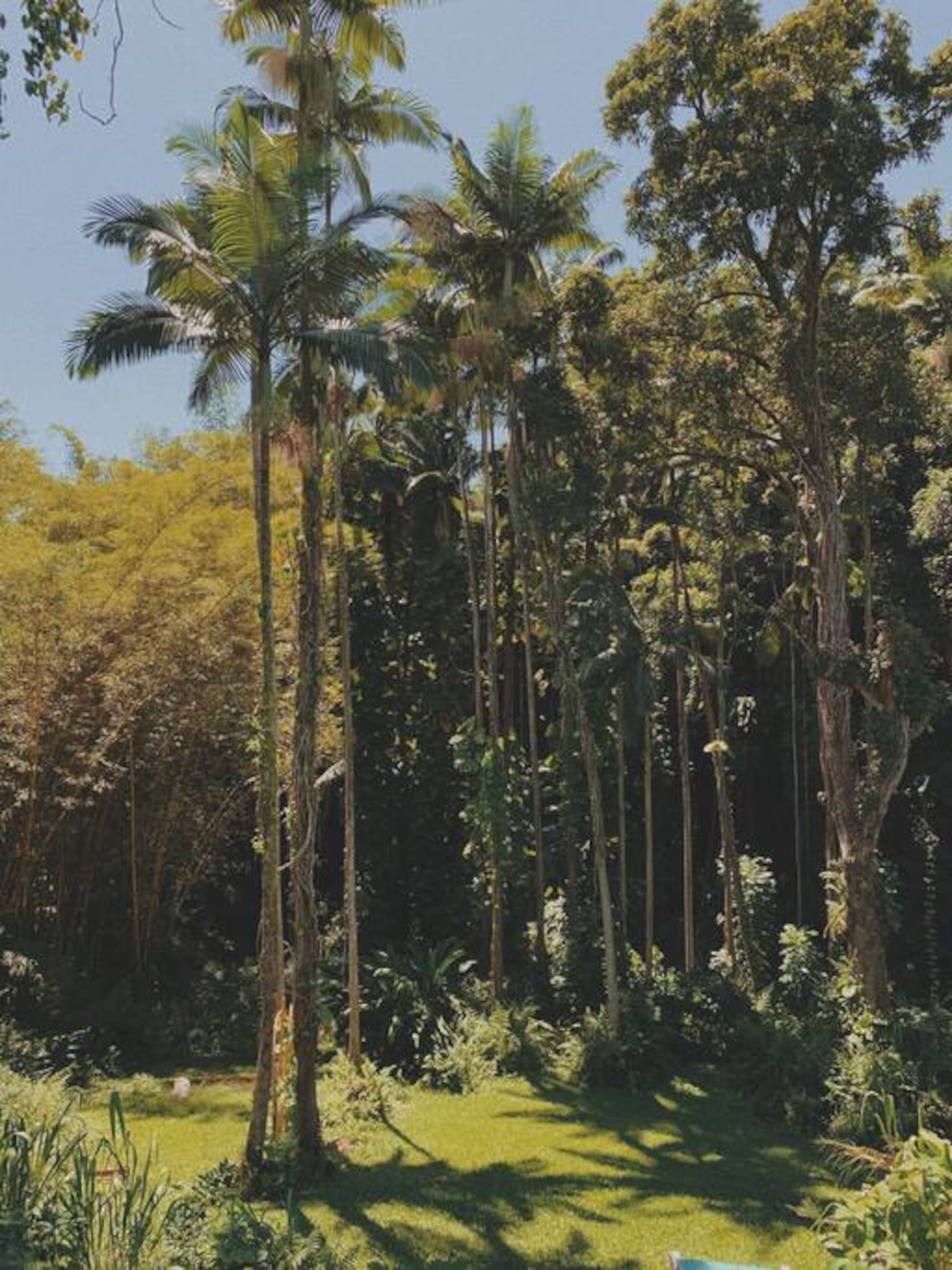 Rainforest Views - B&B One Mile from Downtown Hilo - Photo 12