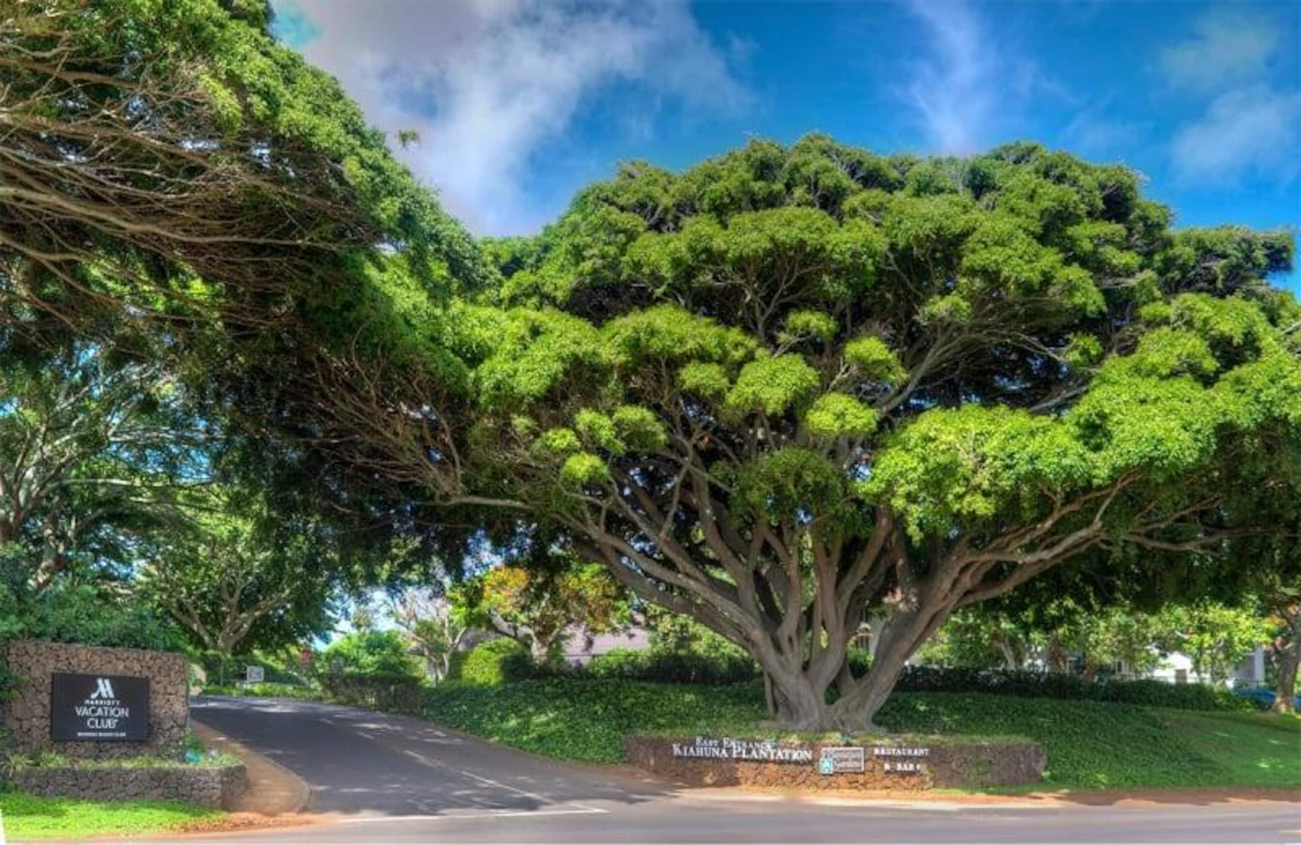 Poipu retreat w/ pool, hot tub & gym access - Photo 23