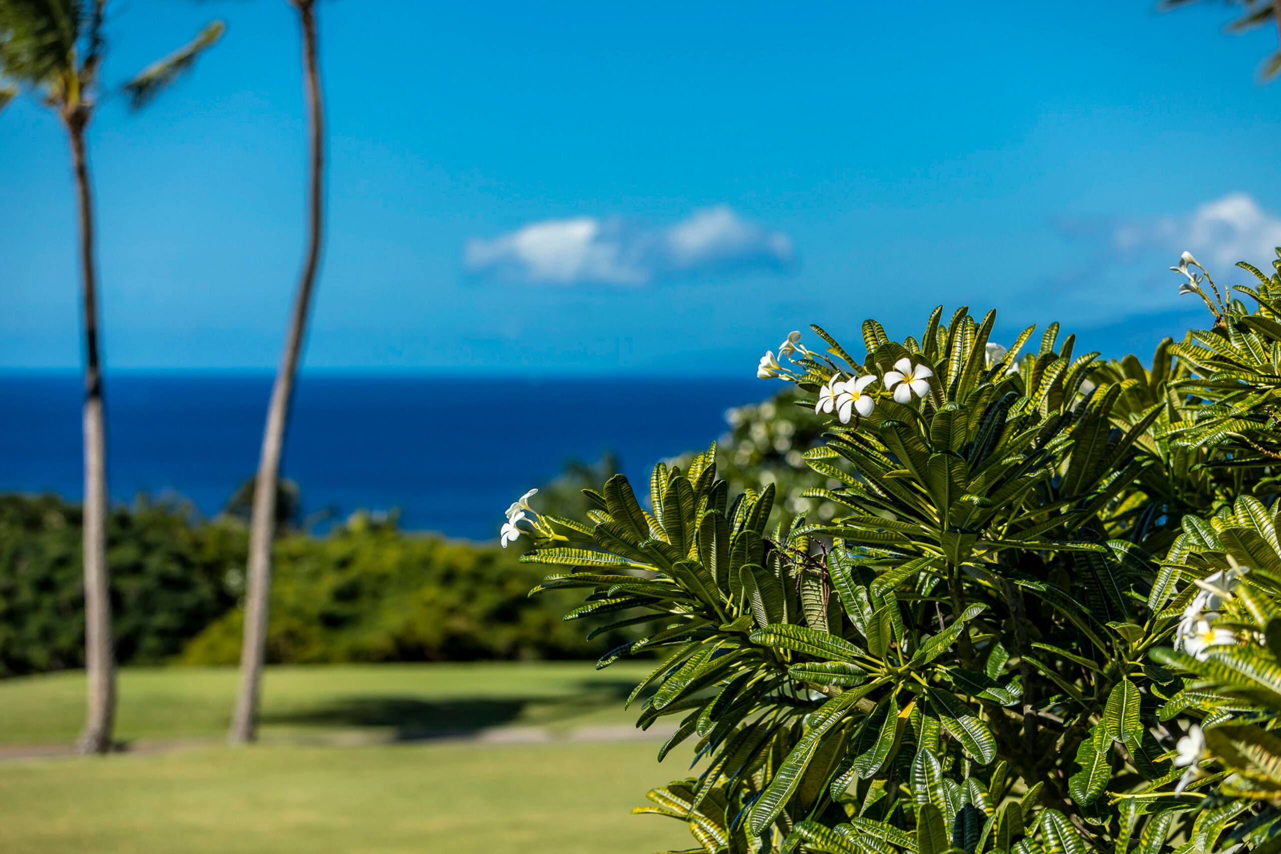 Condo in Kihei · ★4.79 · 2 bedrooms · 3 beds · 2 baths - Image 6