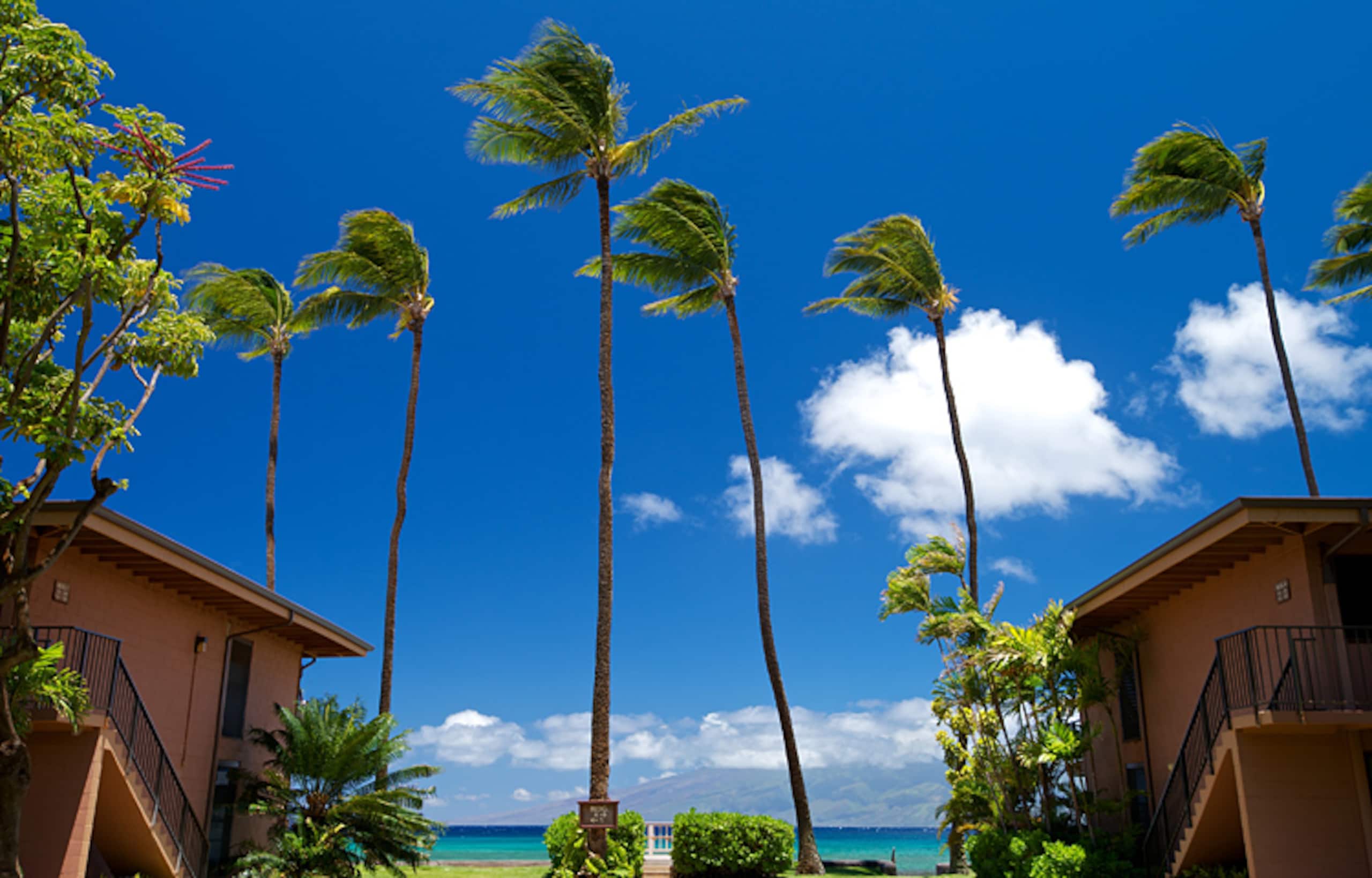 Condo in Lahaina · ★4.52 · 2 bedrooms · 4 beds · 1.5 shared baths - Image 37