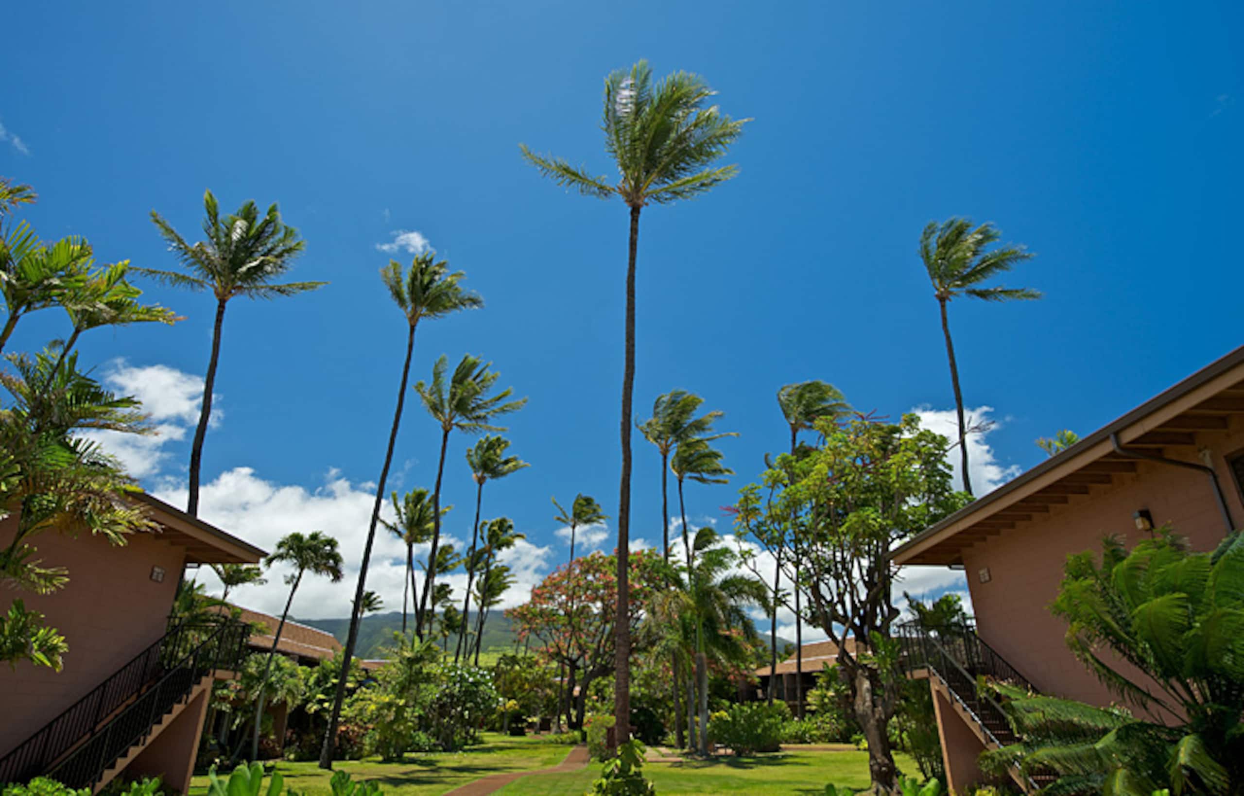 Condo in Lahaina · ★4.52 · 2 bedrooms · 4 beds · 1.5 shared baths - Image 36