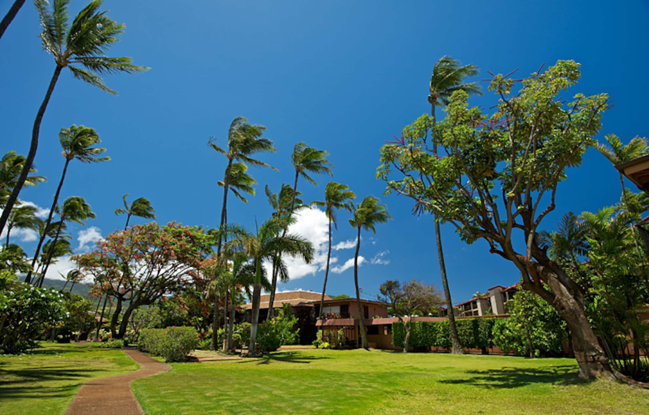 Condo in Lahaina · ★4.52 · 2 bedrooms · 4 beds · 1.5 shared baths - Image 30