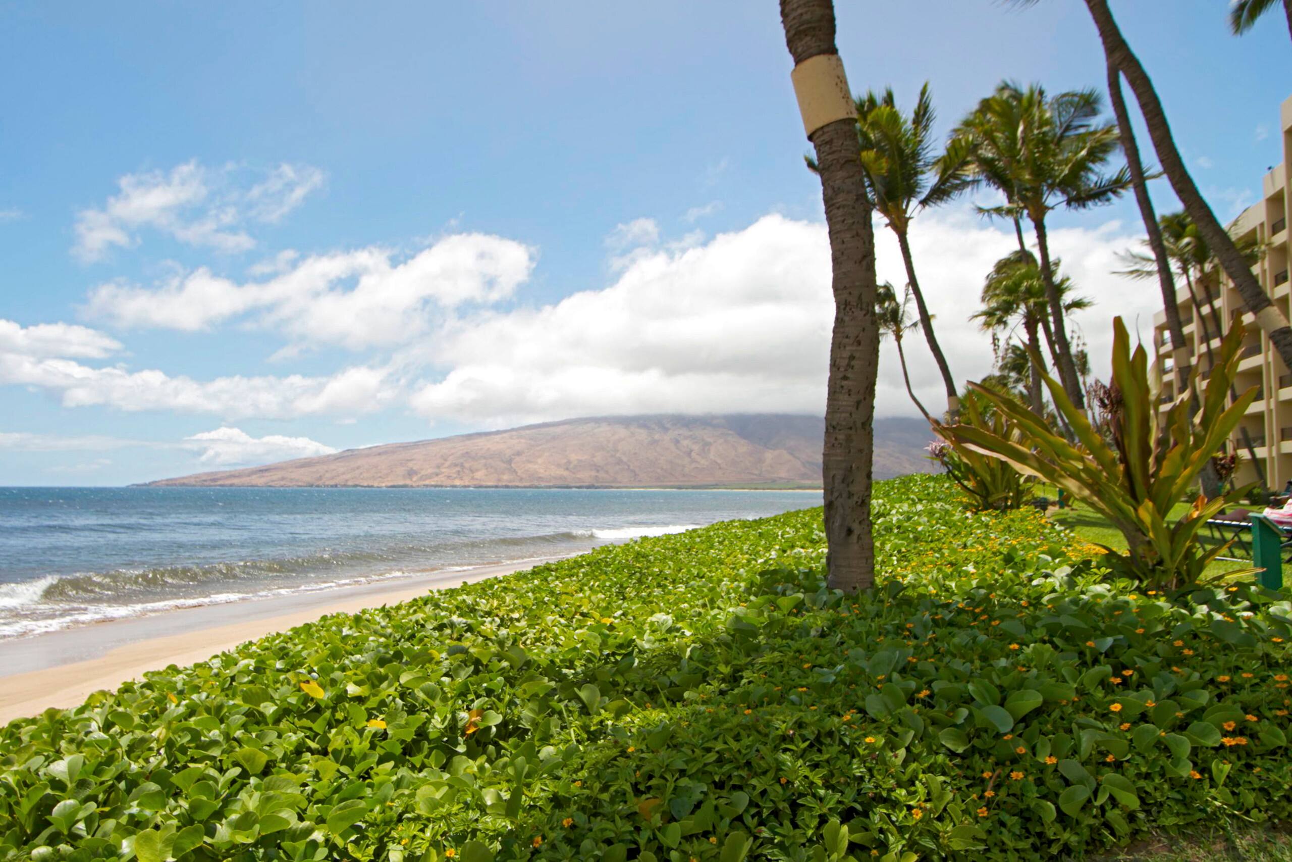 Condo in Kihei · ★4.93 · 1 bedroom · 1 bed · 1 bath - Image 34
