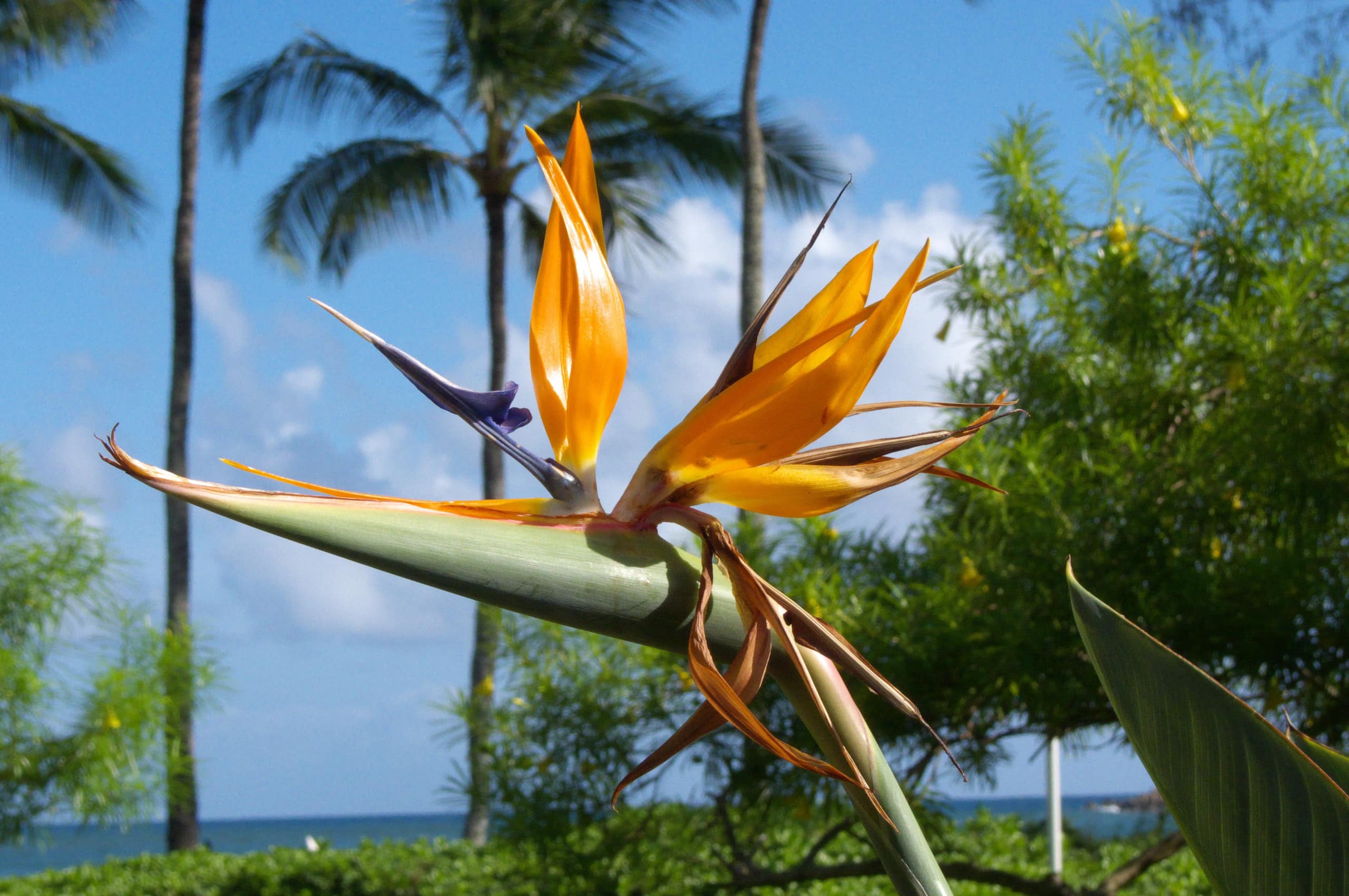 Condo in Koloa · ★4.56 · 1 bedroom · 2 beds · 1 shared bath - Image 48