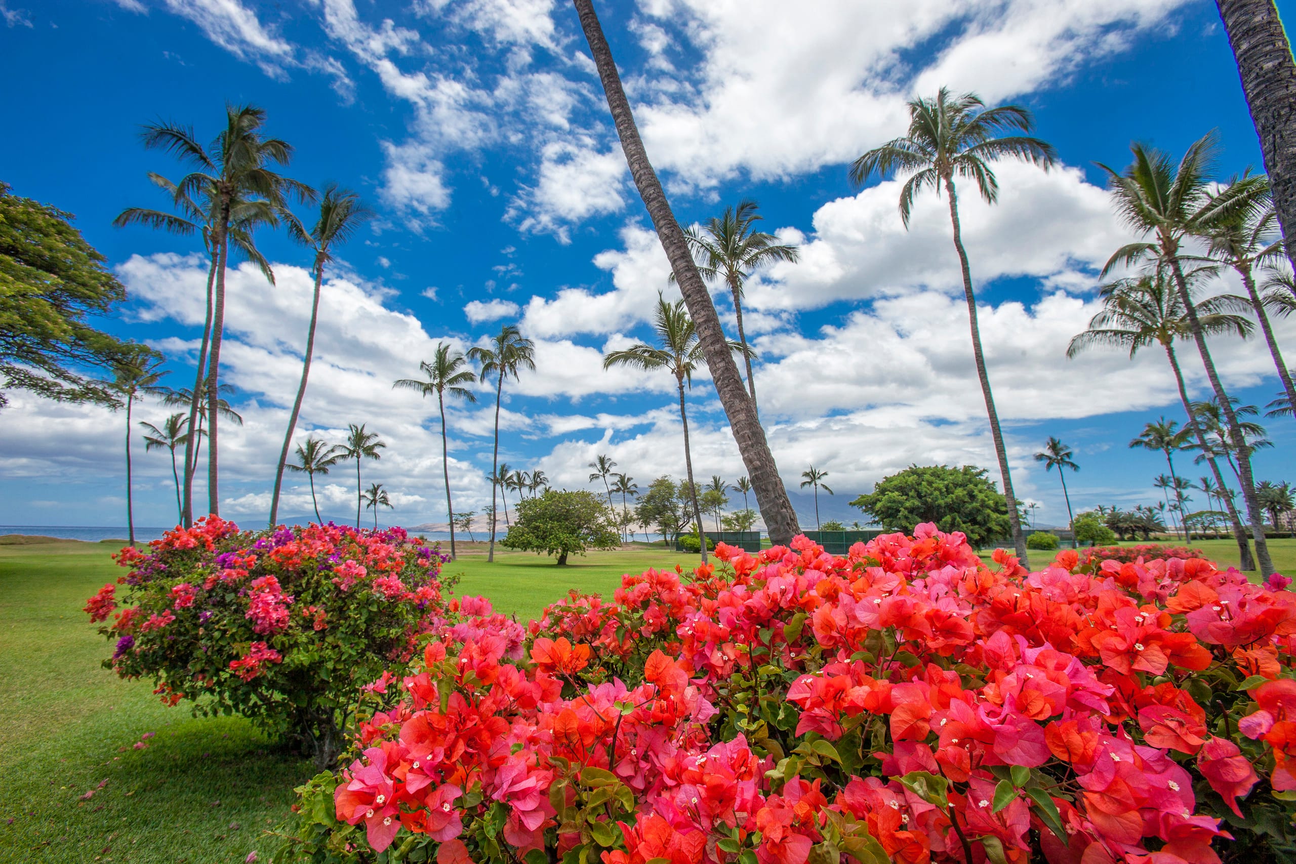 Condo in Kihei · ★4.6 · 1 bedroom · 2 beds · 1 shared bath - Image 16