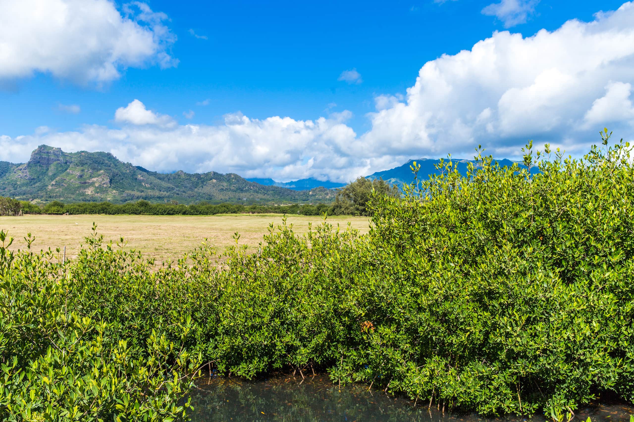 Kaha Lani Resort 311, Ocean View, Walk to Beach - Photo 28