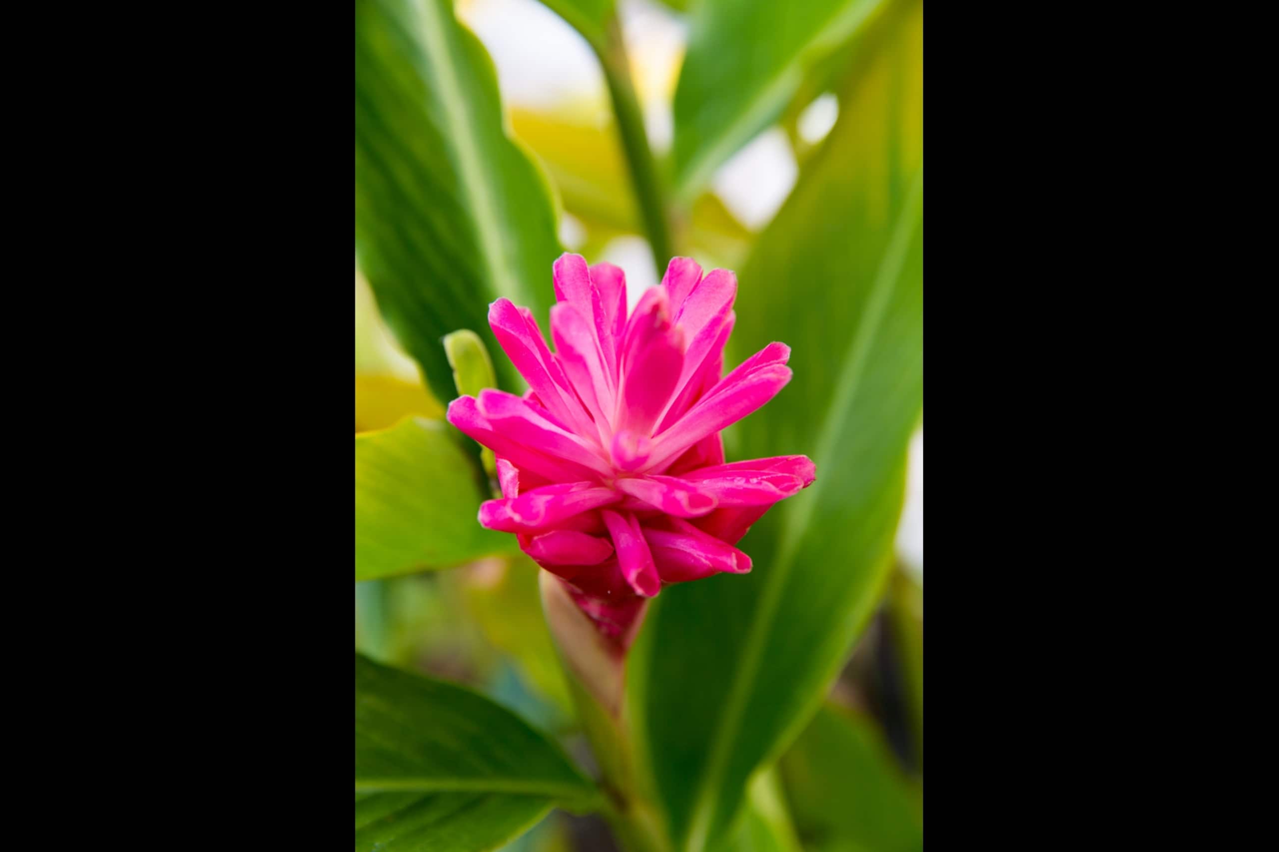 Condo in Kapaa · ★4.73 · 2 bedrooms · 3 beds · 1.5 private baths - Image 45