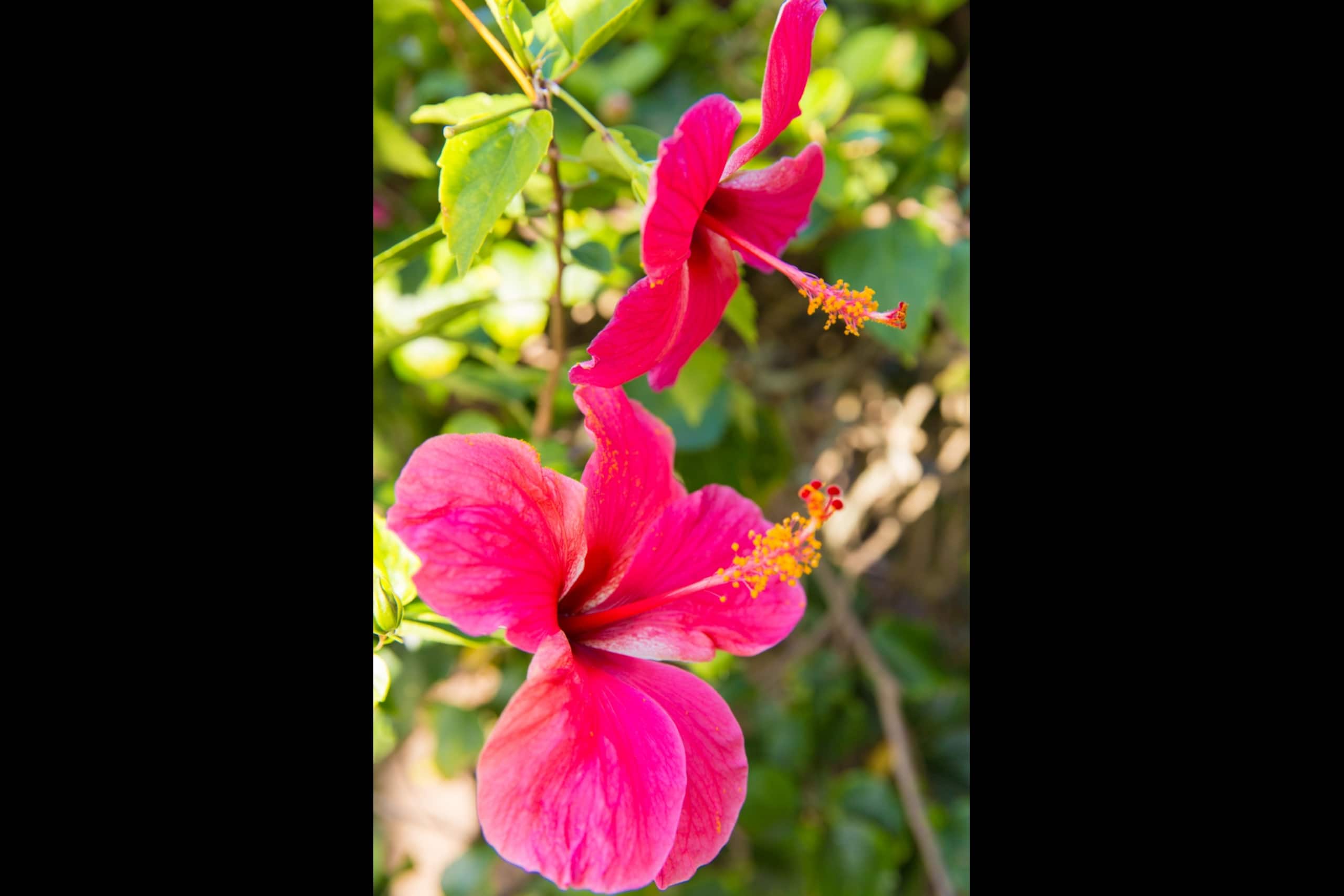Condo in Kapaa · ★4.73 · 2 bedrooms · 3 beds · 1.5 private baths - Image 43