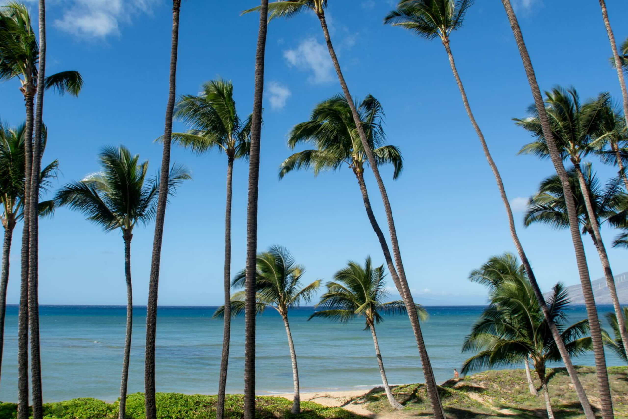 Condo in Kihei · ★4.71 · 1 bedroom · 1 bed · 1 bath - Image 15