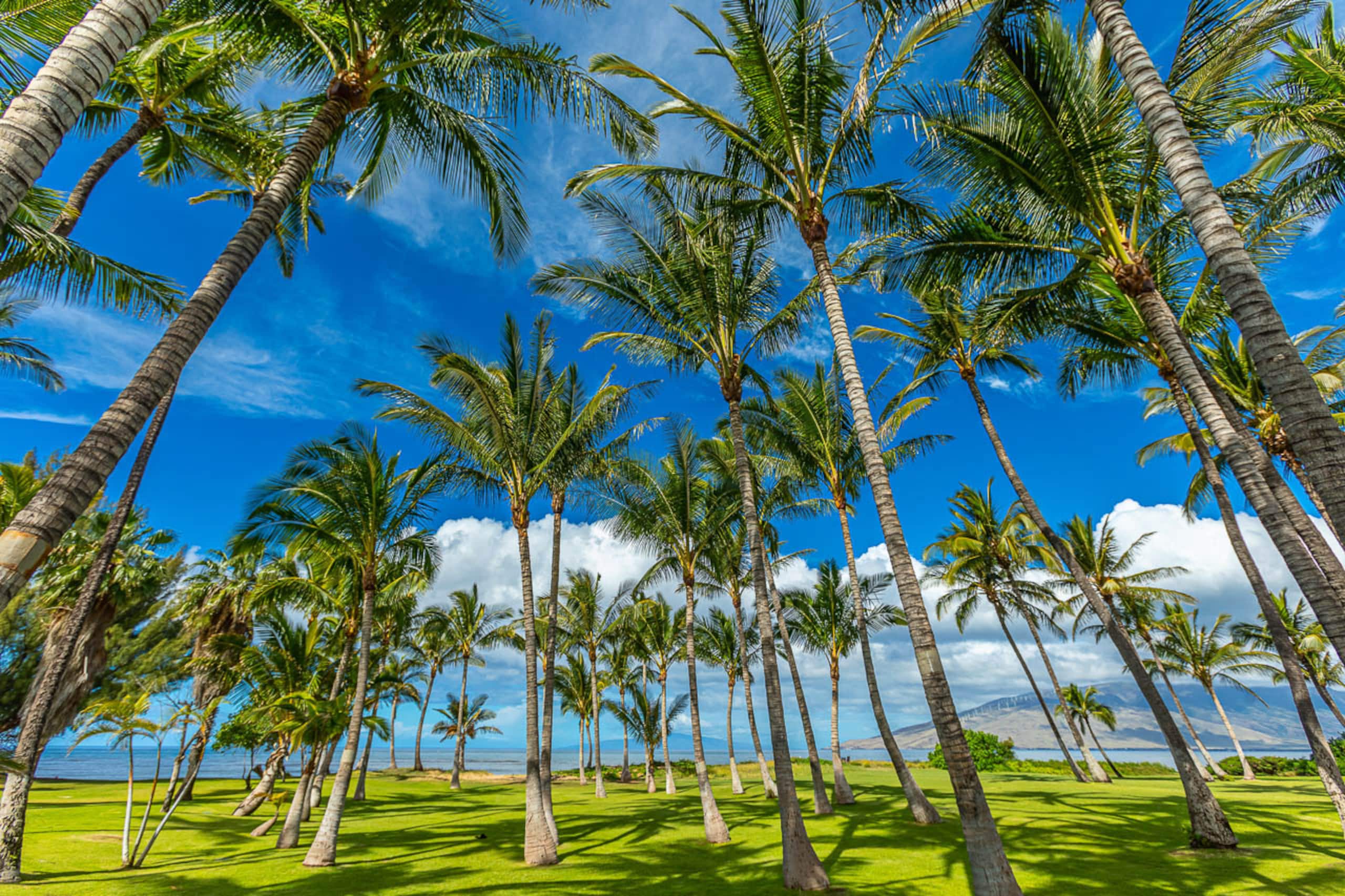 Home in Kihei · ★4.76 · 4 bedrooms · 9 beds · 3.5 baths - Image 50