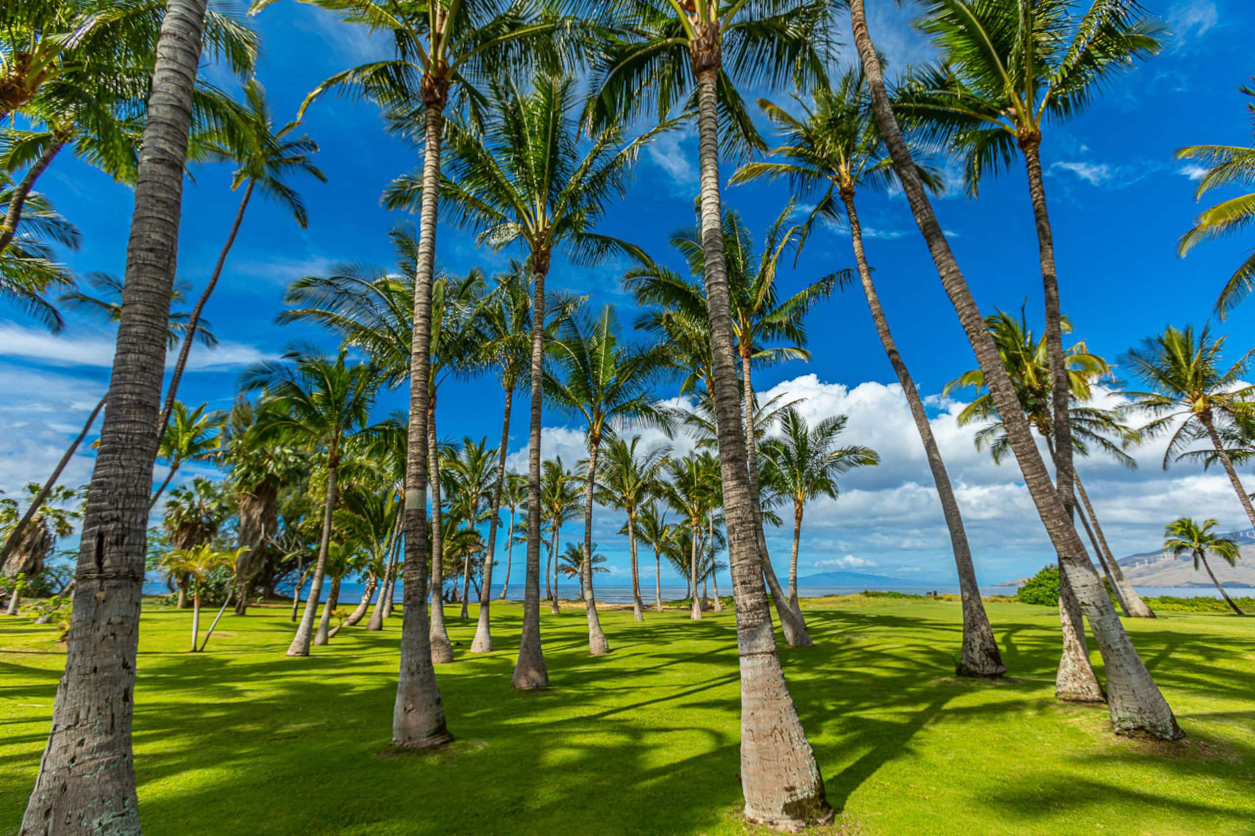 Home in Kihei · ★4.76 · 4 bedrooms · 9 beds · 3.5 baths - Image 64