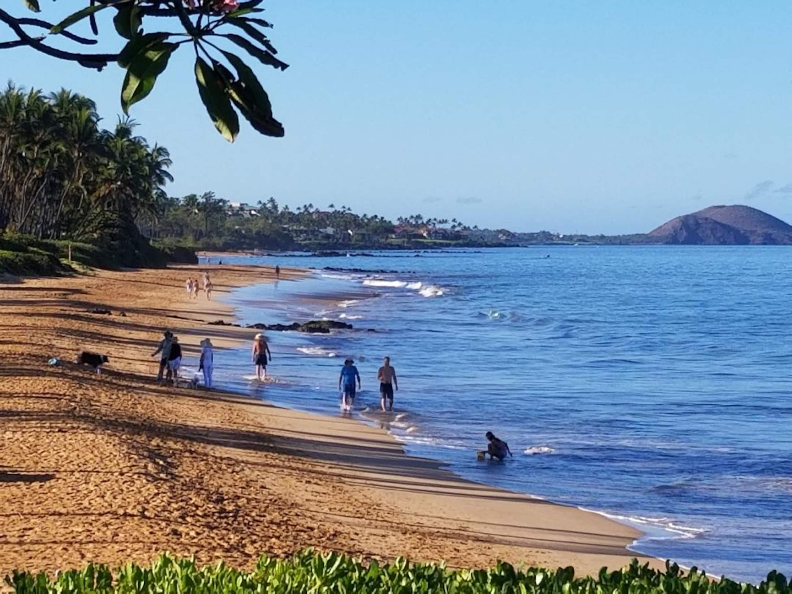 Condo in Kihei · ★4.67 · 1 bedroom · 2 beds · 1 bath - Image 39