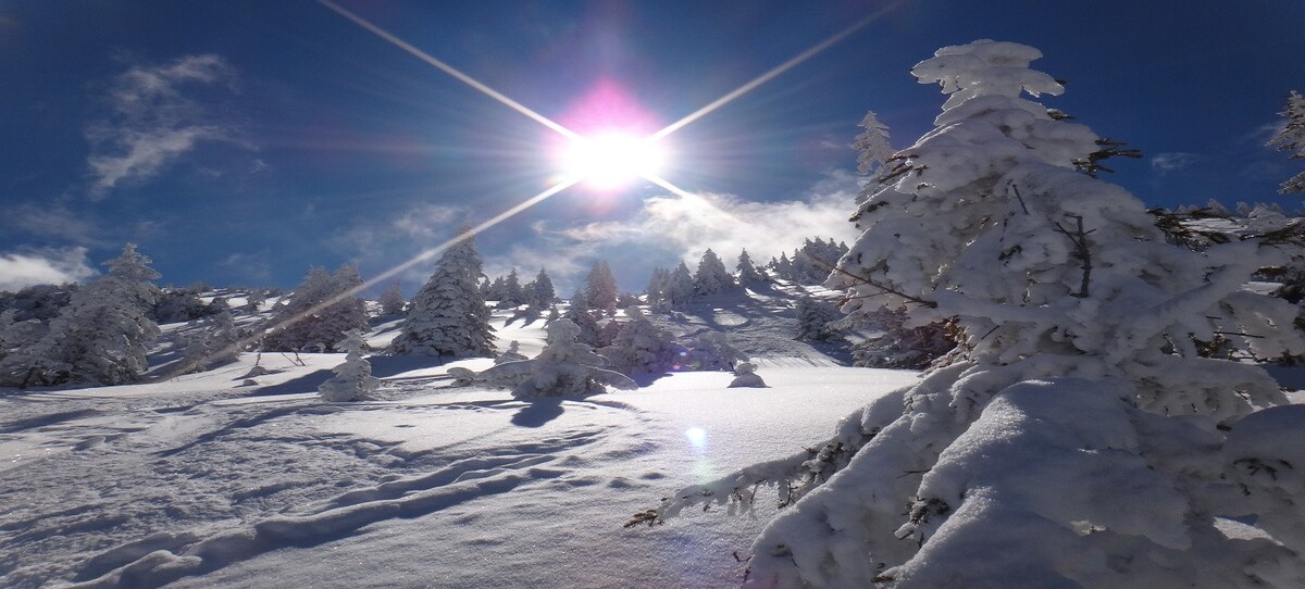 A snow-covered landscape is displayed, featuring trees blanketed in fresh snow. The sunlight shines brightly from the sky, casting a warm glow over the scene. Snowy trails meander through the tranquil setting, inviting exploration in the serene winter environment.