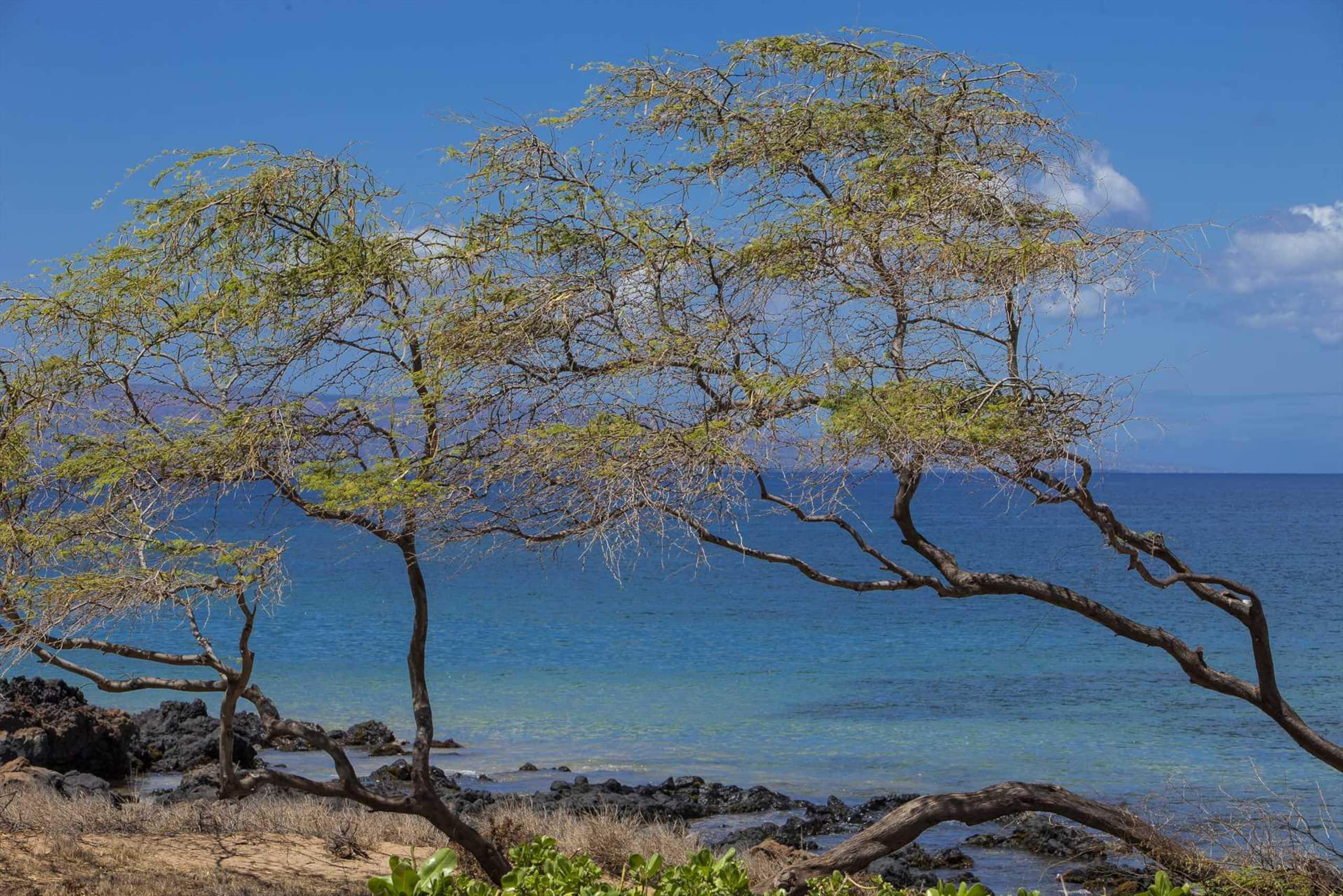 Condo in Kihei · ★4.92 · 1 bedroom · 1 bed · 1 private bath - Image 32