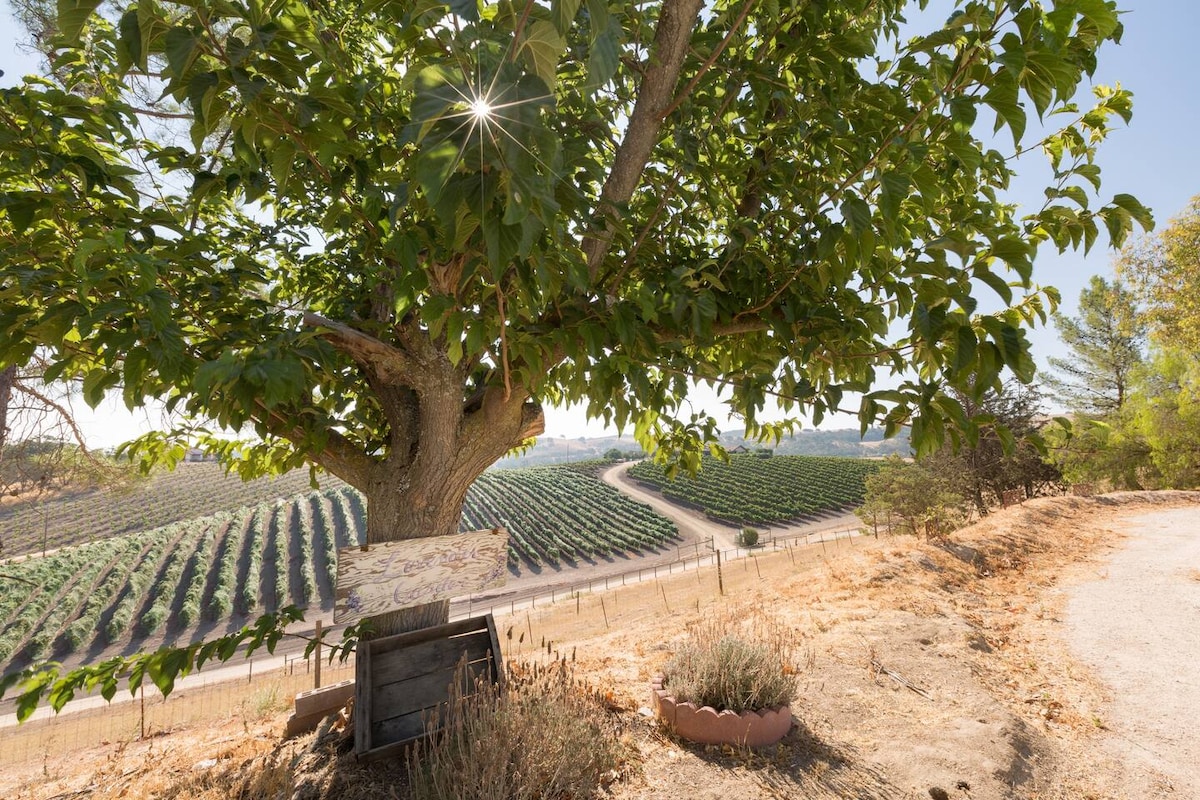 A large tree provides shade over a rustic wooden sign, framed by sprawling vineyards that extend into the distance. The sun creates a starburst effect through the tree's leaves, while the dry landscape is accented by patches of greenery and lavender along the path.
