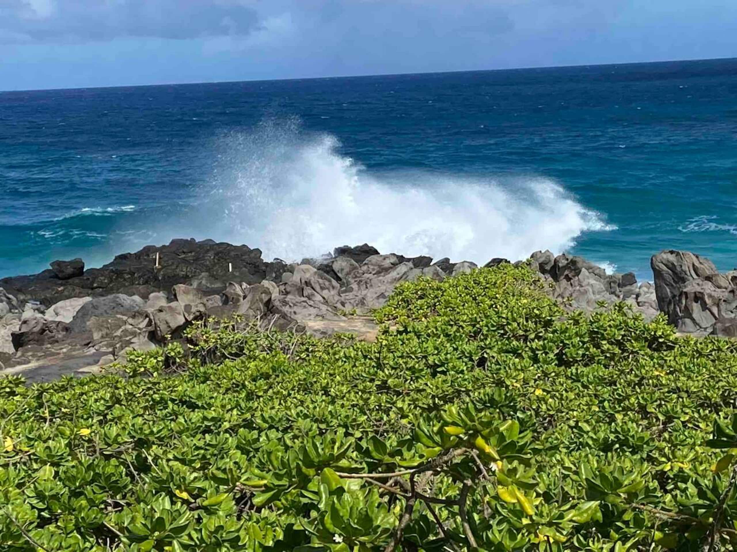 The Lucky Mango Across St. Fr Ocean Lush Gardens - Image 30