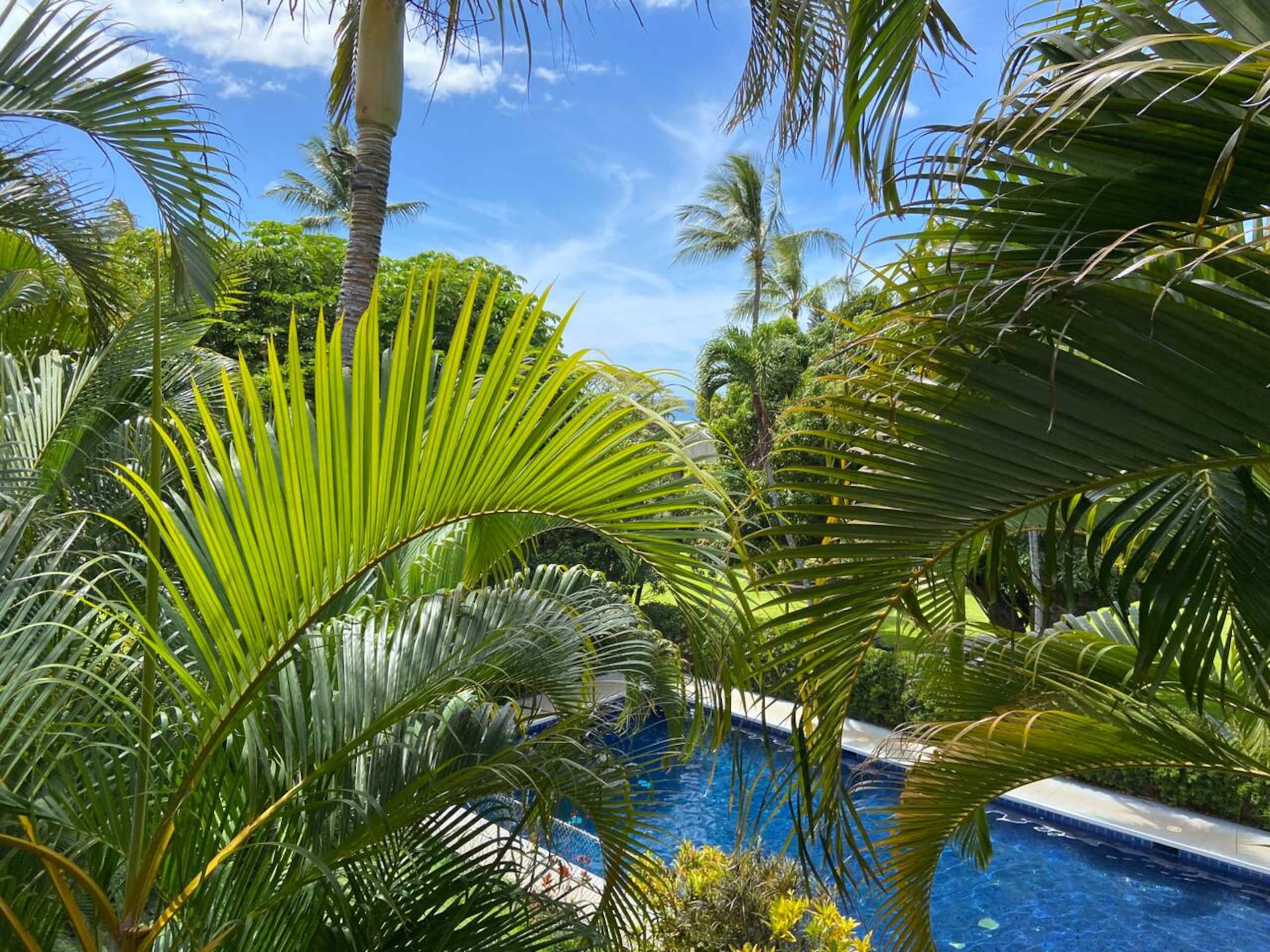 The Lucky Mango Across St. Fr Ocean Lush Gardens - Image 24