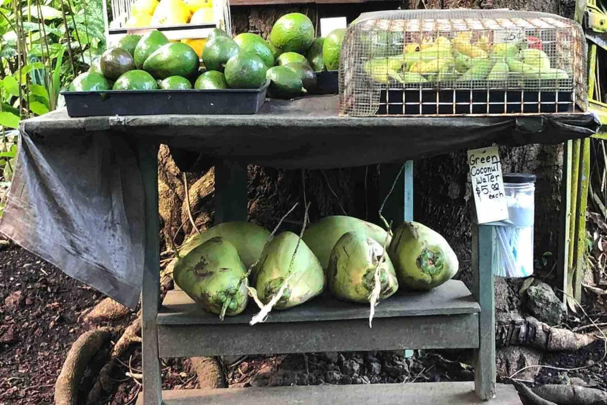 The Lucky Mango Across St. Fr Ocean Lush Gardens - Image 28