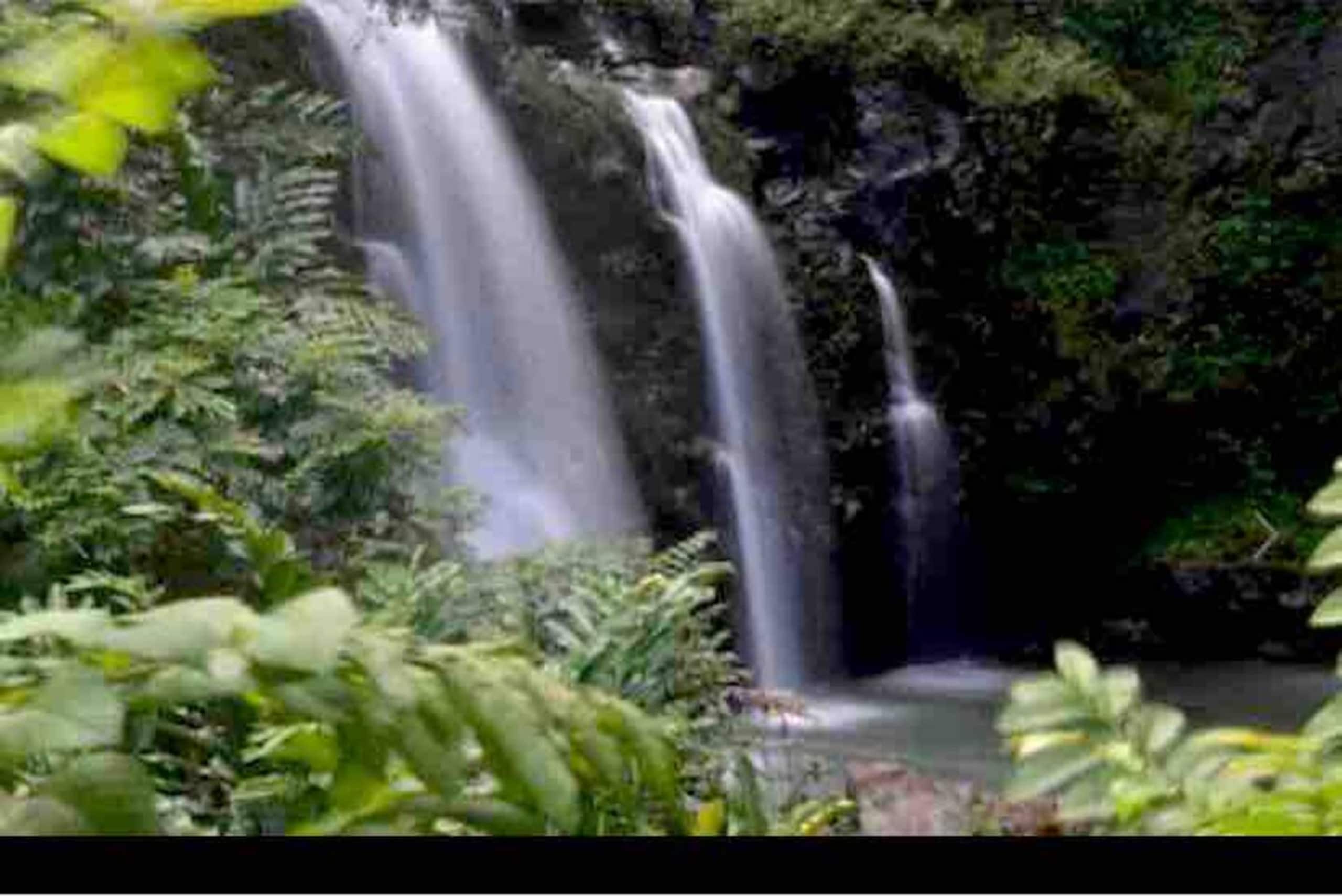 The Lucky Mango Across St. Fr Ocean Lush Gardens - Image 29