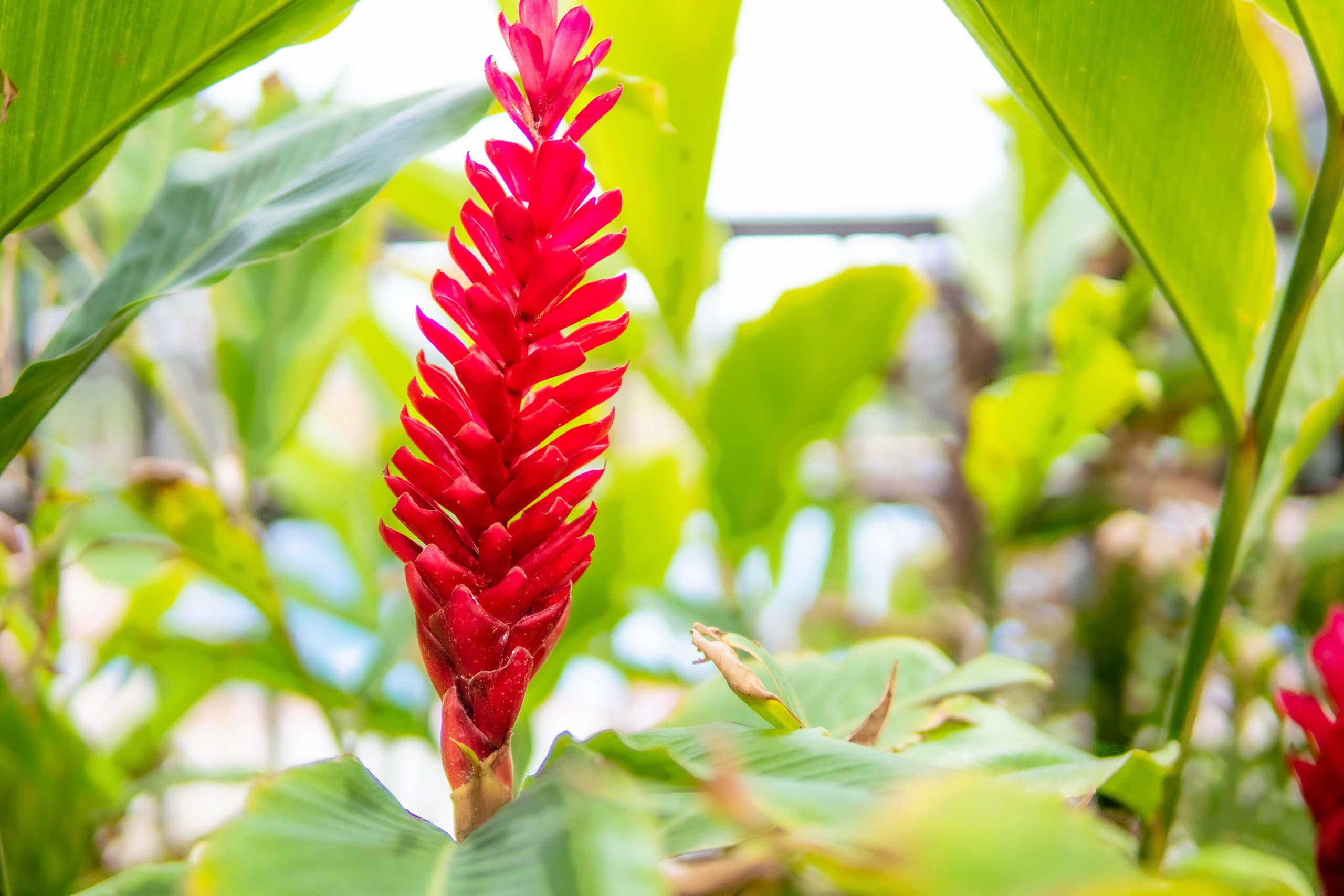 Condo in Wailuku · ★4.75 · 2 bedrooms · 2 beds · 2 shared baths - Image 29