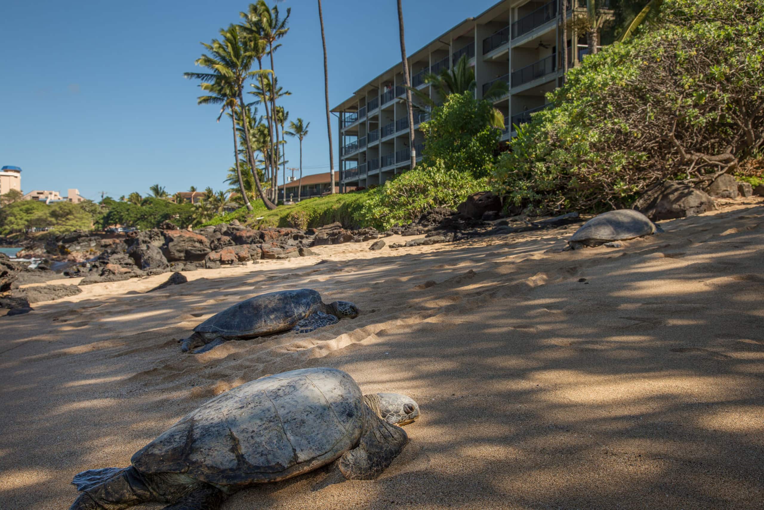 Condo in Lahaina · ★4.71 · 3 bedrooms · 4 beds · 2.5 baths - Image 42