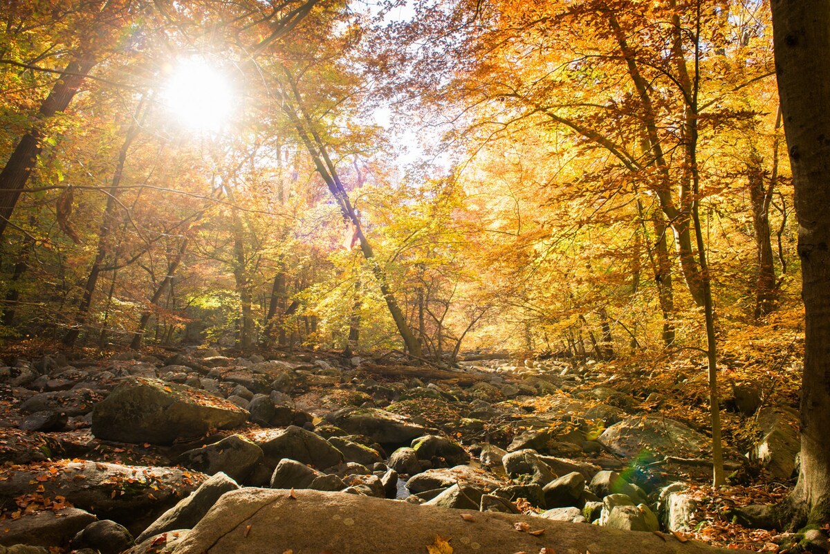 Sunlight filters through a vibrant canopy of autumn leaves, illuminating a serene creek bed filled with smooth stones. The surrounding trees display a range of warm fall colors, creating a peaceful natural setting. The gentle flow of water can be inferred among the rocks.