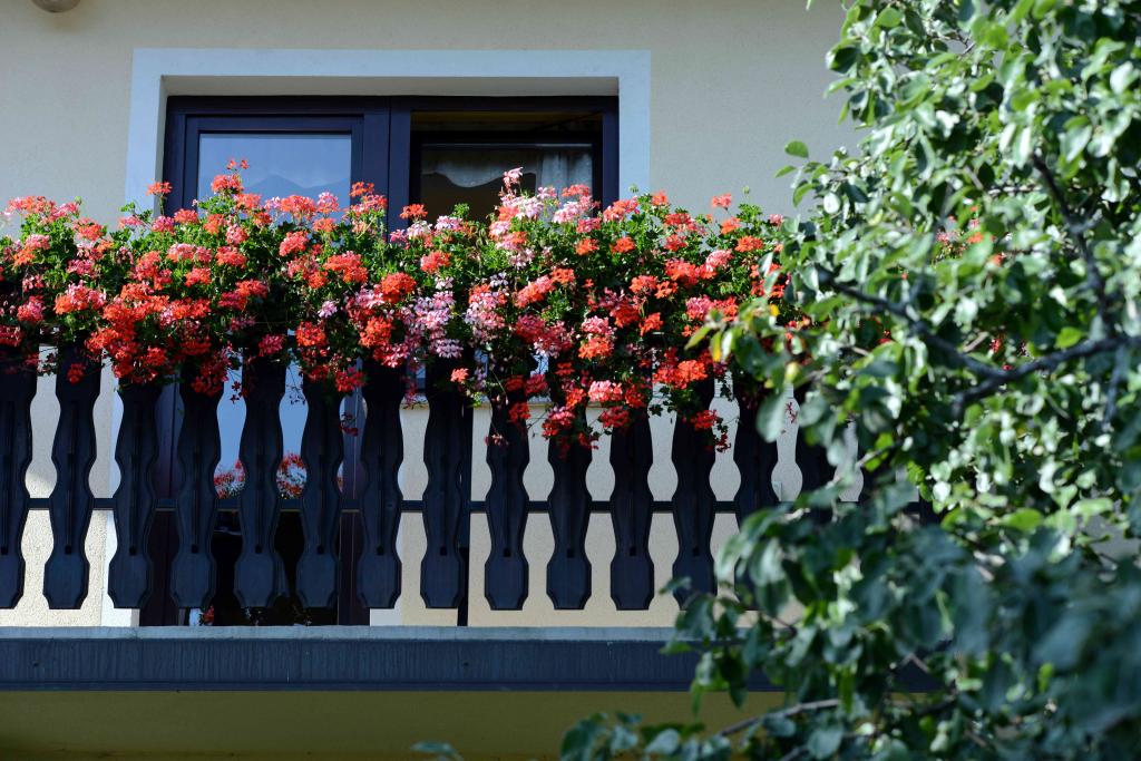 A charming balcony is adorned with vibrant geranium flowers in shades of red and pink. The balcony's black railing provides a striking contrast, while a leafy tree branch is visible to the side, contributing to the natural ambiance.