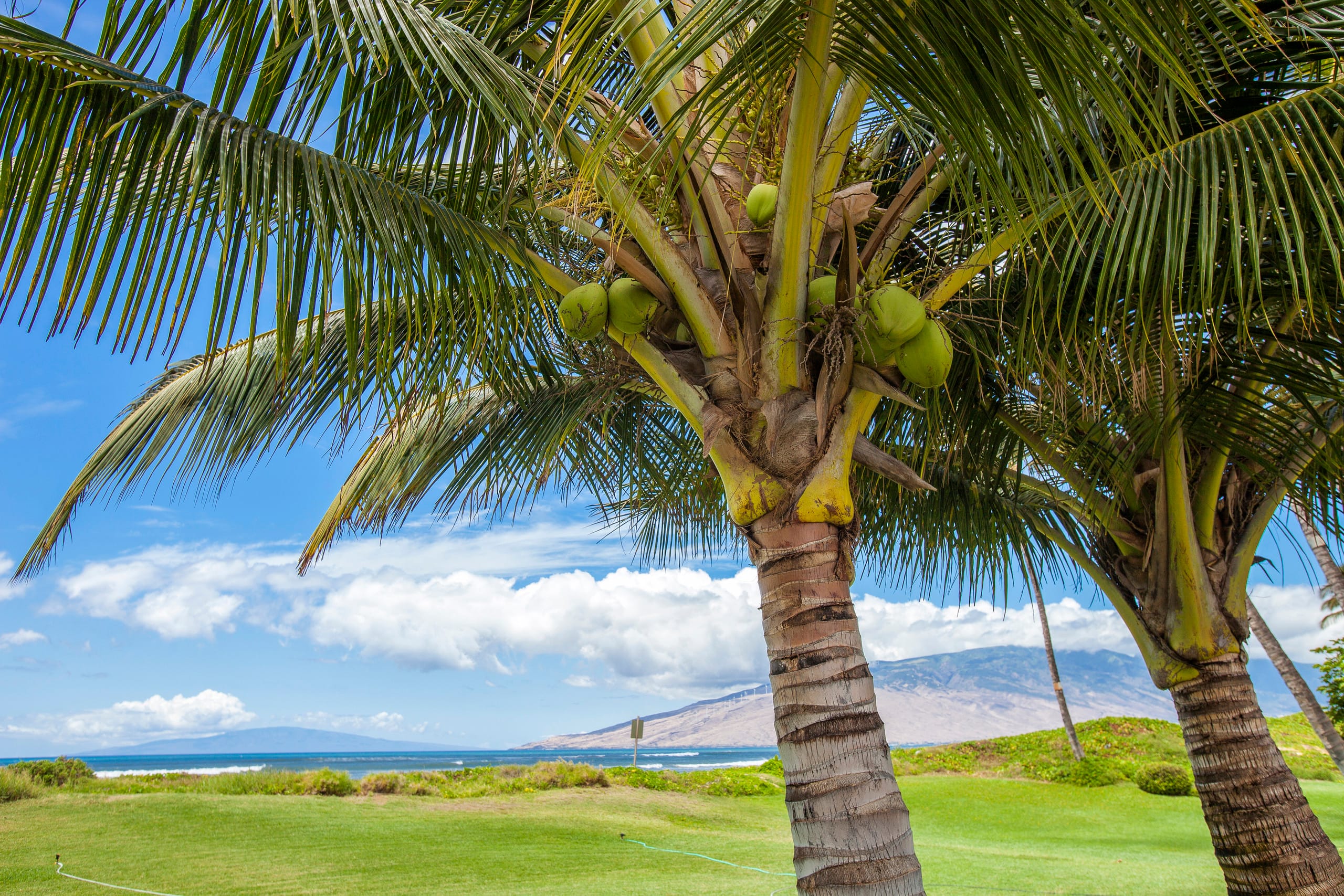 Condo in Kihei · ★4.86 · 1 bedroom · 2 beds · 1 private bath - Image 31
