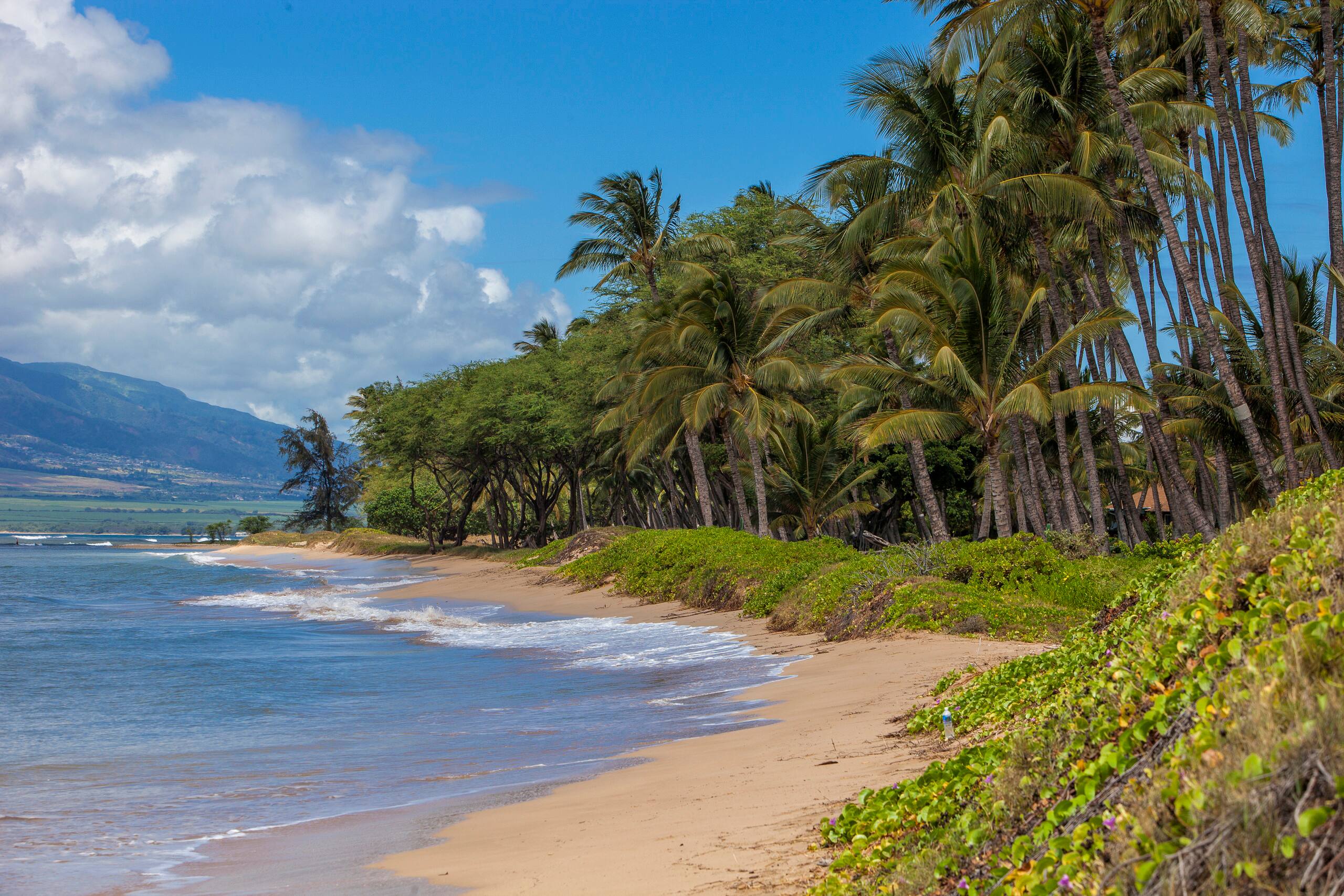 Condo in Kihei · ★4.86 · 1 bedroom · 2 beds · 1 private bath - Image 1