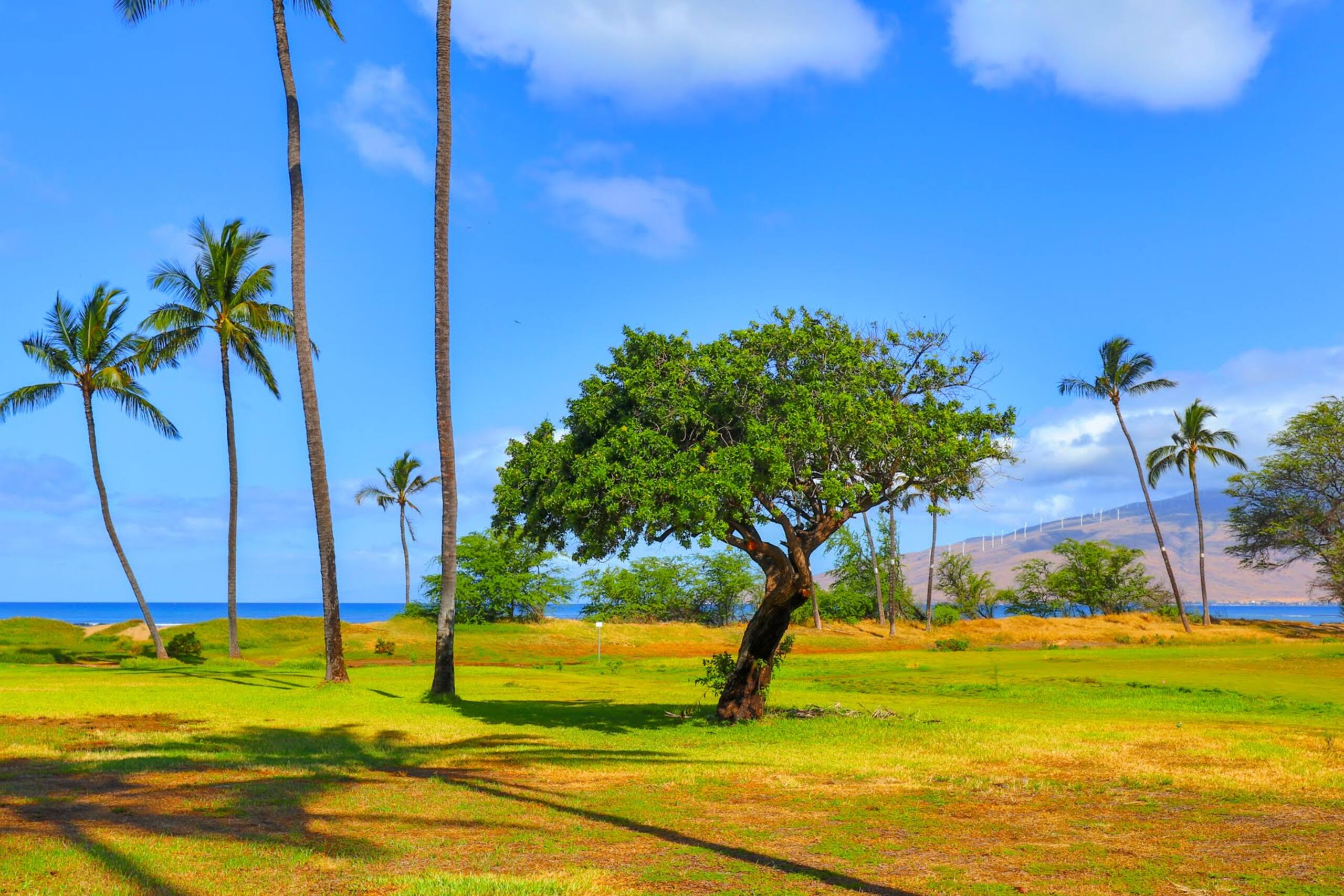 Condo in Kihei · ★4.0 · 2 bedrooms · 3 beds · 1 bath - Image 32