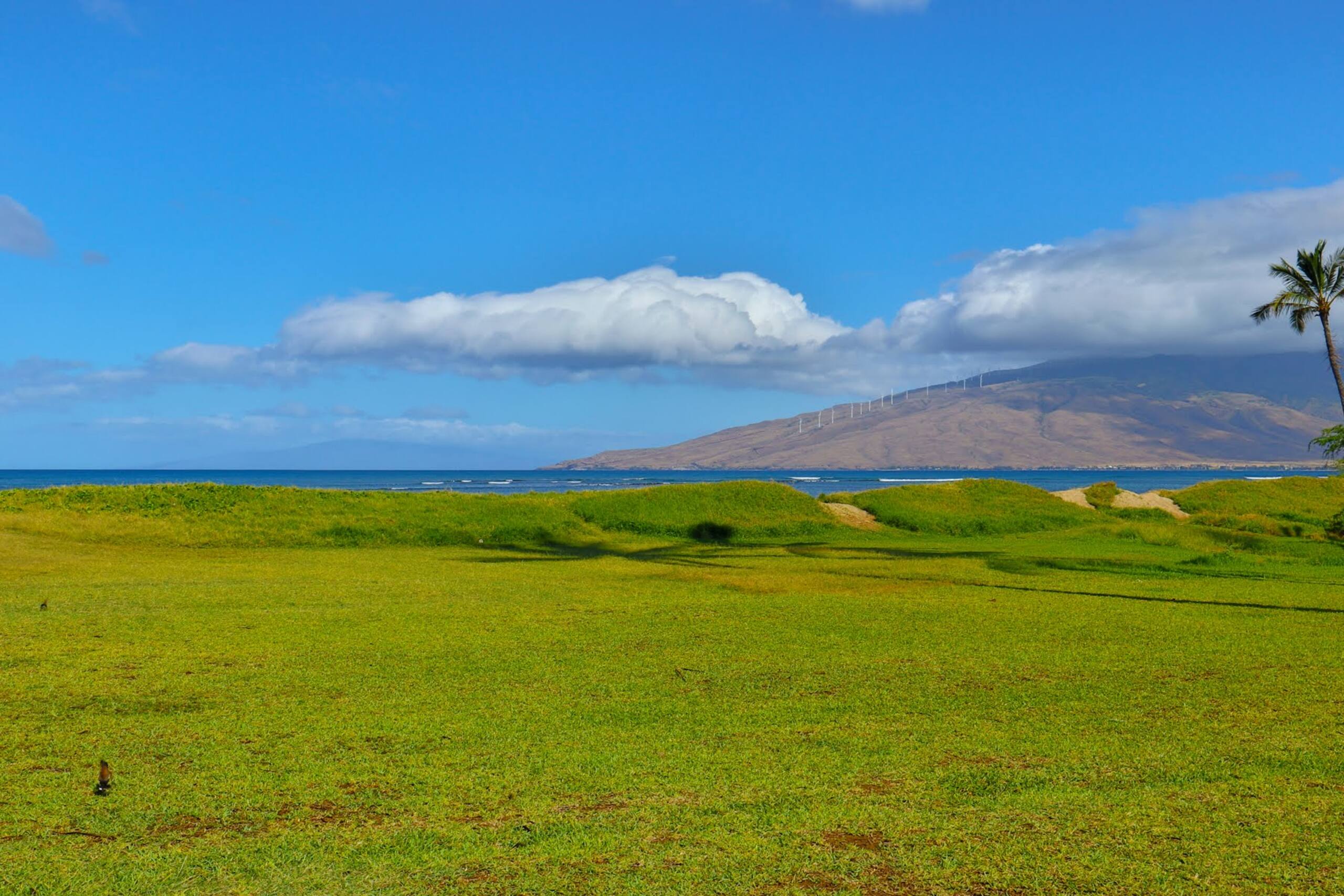 Condo in Kihei · ★4.0 · 2 bedrooms · 3 beds · 1 bath - Image 34