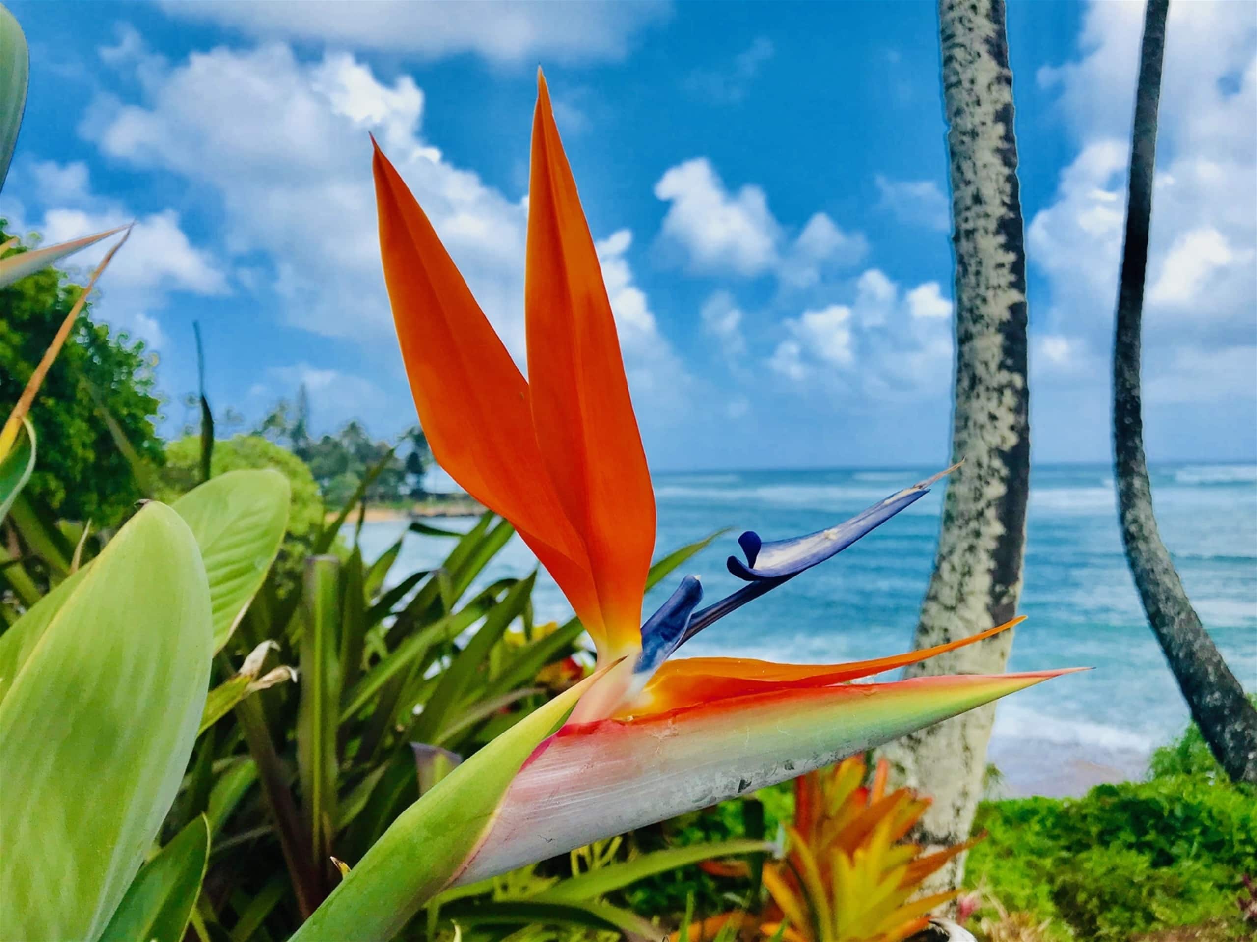 Aloha Manor is Elegant Gated Oceanfront Living - Photo 20