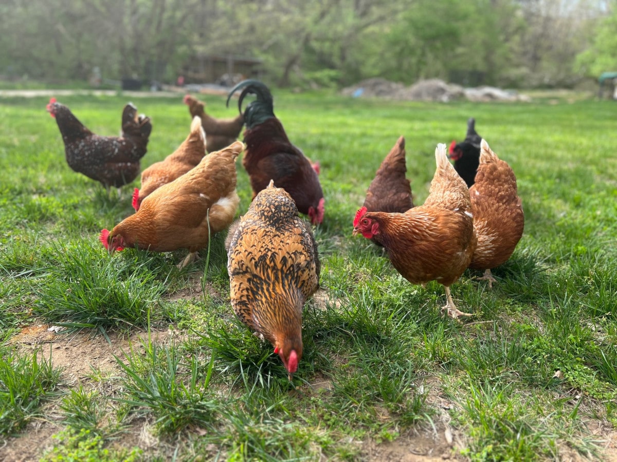 A lively group of chickens pecks at the grassy ground, showcasing a variety of feather patterns and colors. The scene is set in a natural outdoor environment, with trees and foliage visible in the background.
