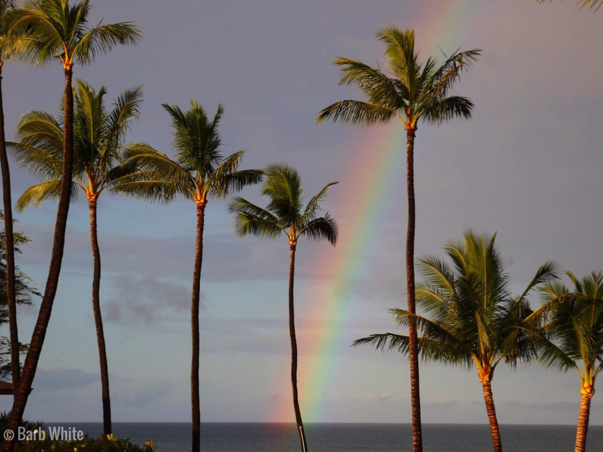 Condo in Kihei · ★4.92 · 1 bedroom · 2 beds · 1 shared bath - Image 21