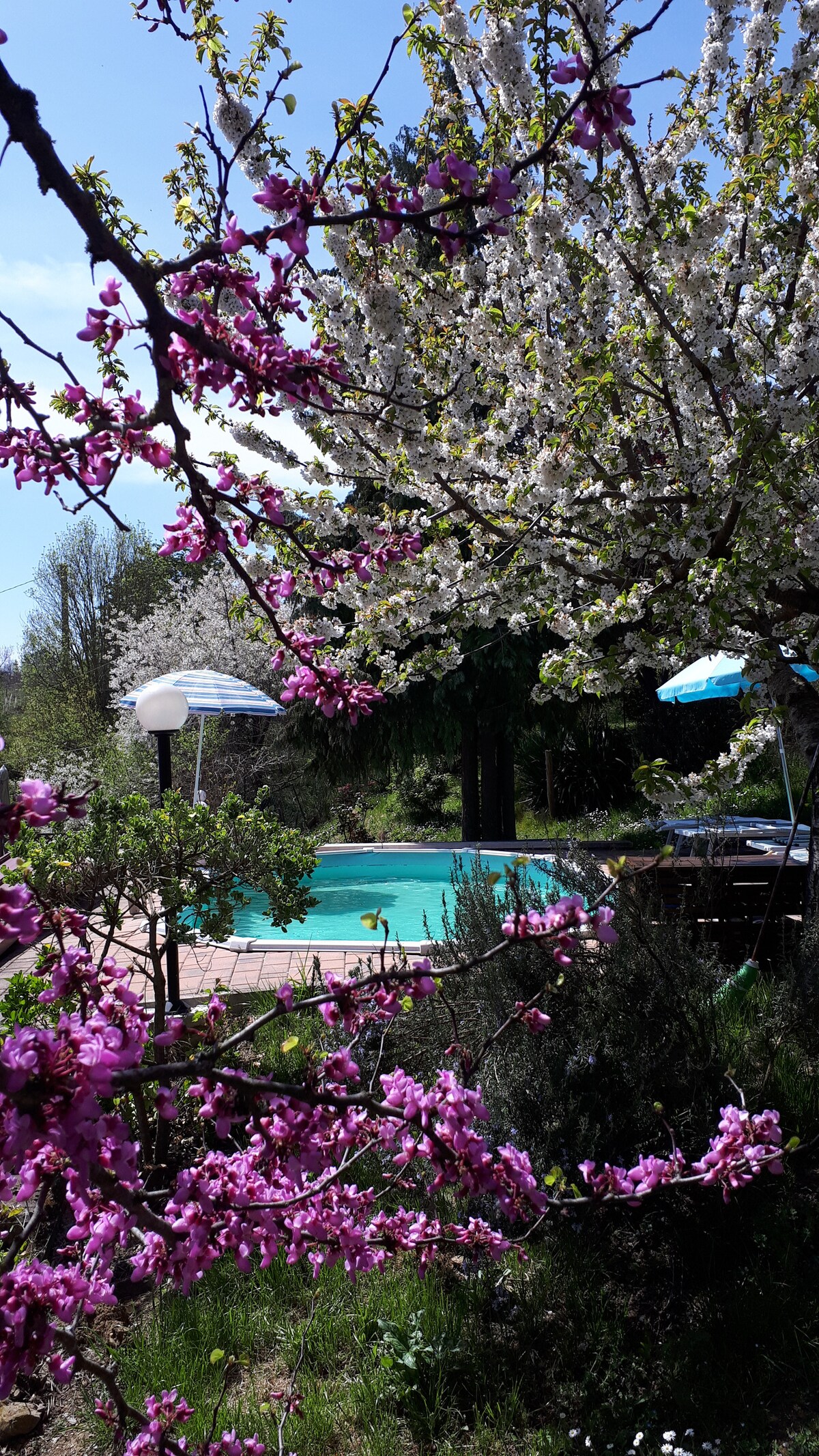 A small pool is surrounded by vibrant greenery and flowering trees, providing a tranquil outdoor setting. Colorful umbrellas offer shaded areas for relaxation, while blooming flowers frame the scene, inviting guests to enjoy the serenity of nature.
