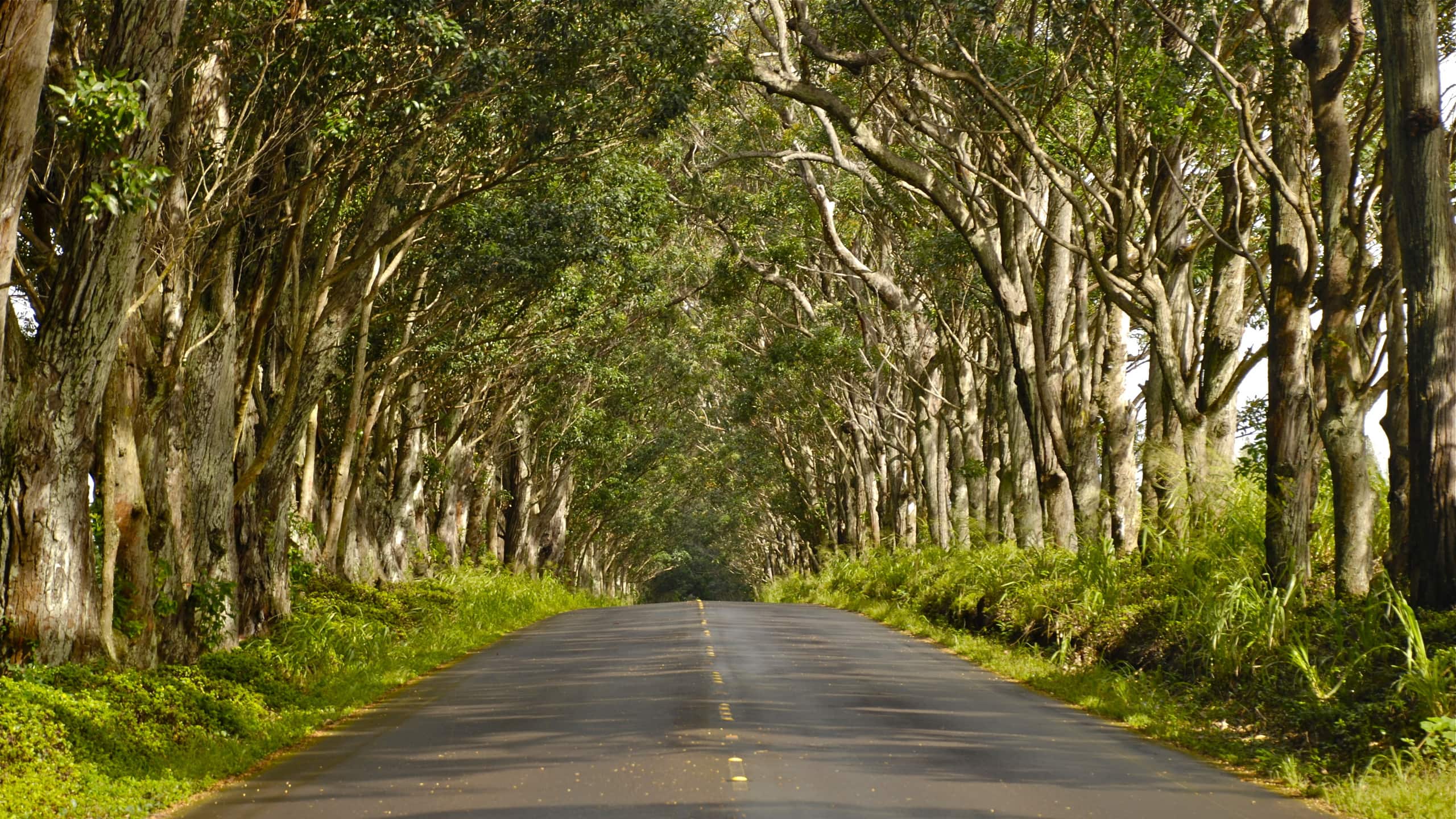 Home in Koloa · ★4.83 · 5 bedrooms · 8 beds · 3 private baths - Image 68