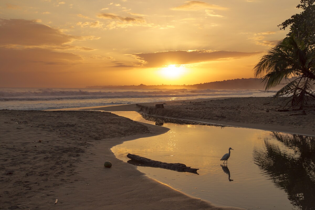 A serene beach scene showcases a winding river of water reflecting the golden hues of a sunset. A lone heron stands at the water's edge, with soft waves in the background and lush palm trees gently swaying along the shoreline.