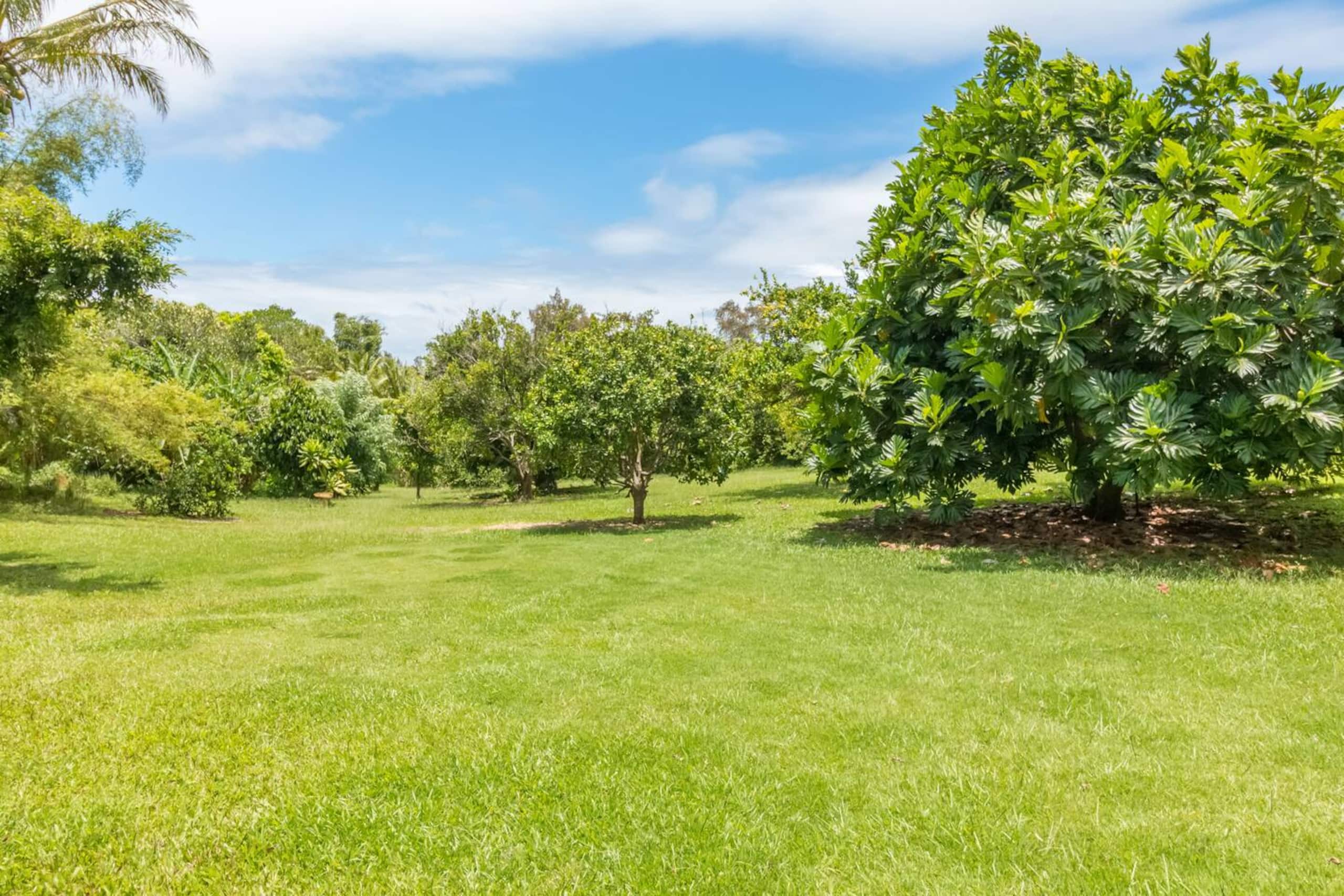 Cabin in Kapaau · ★4.98 · 1 bedroom · 2 beds · 1 shared bath - Image 25