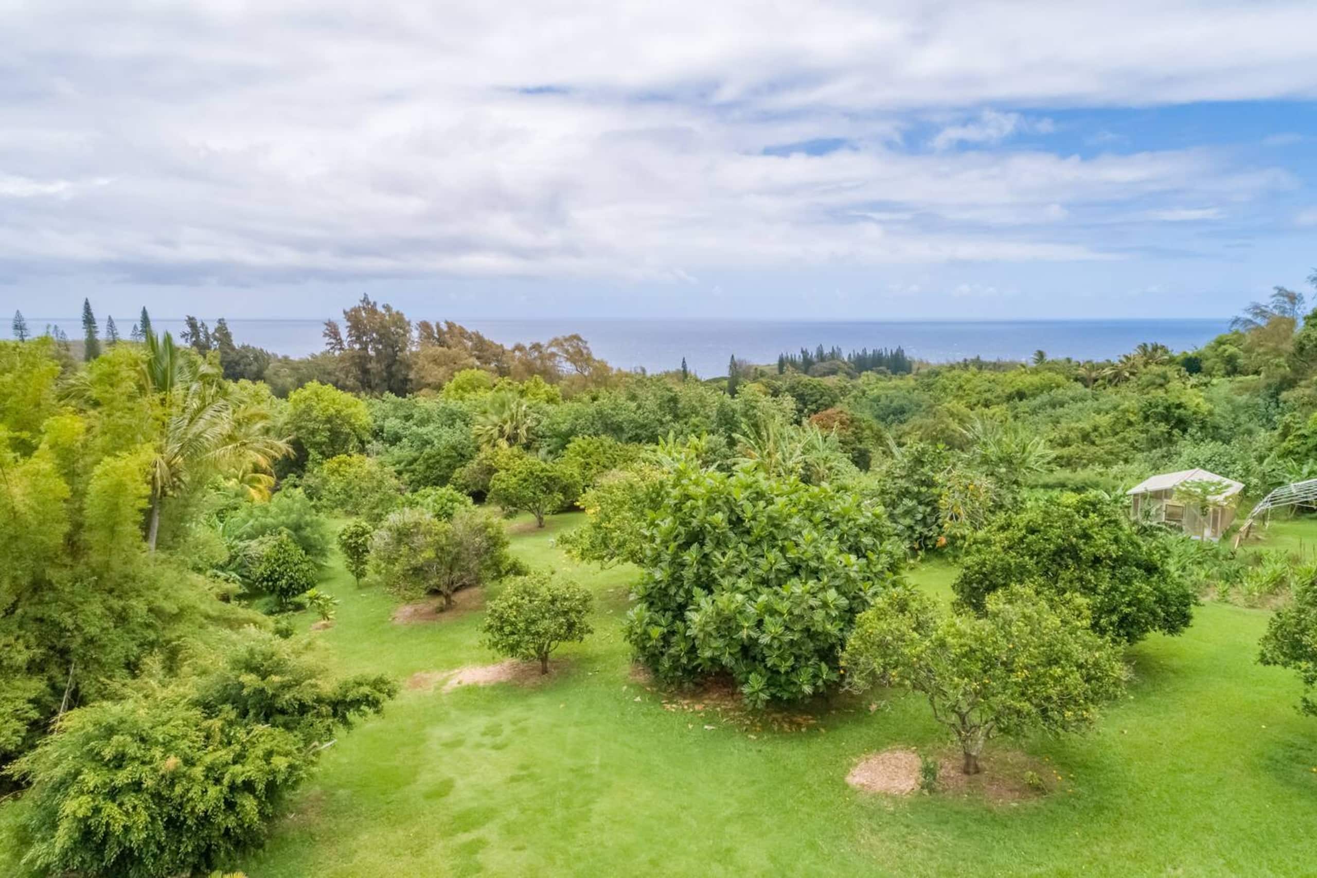 Cabin in Kapaau · ★4.88 · 1 bedroom · 1 bed · 1 shared bath - Image 10