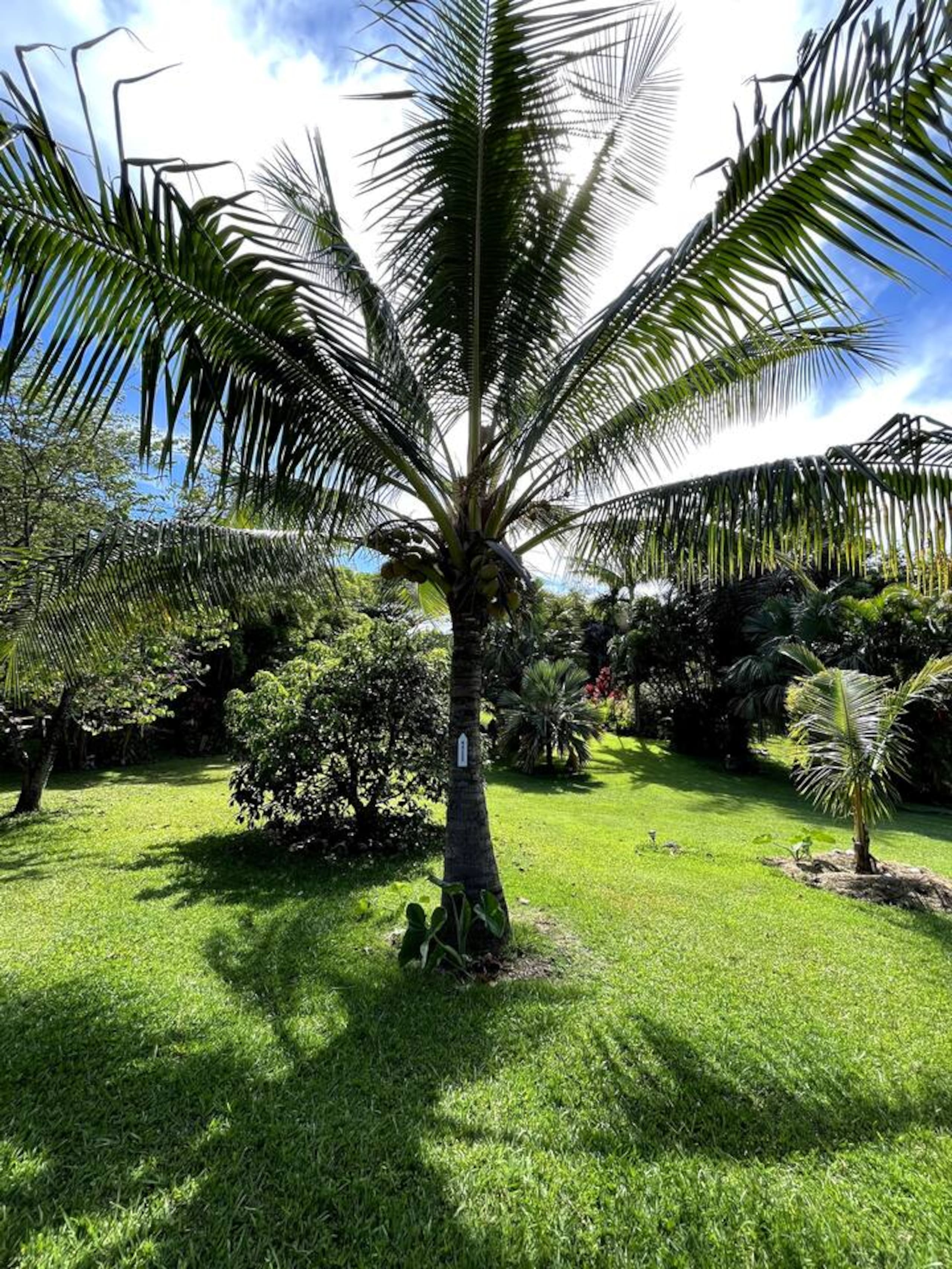 Cabin in Kapaau · ★4.88 · 1 bedroom · 1 bed · 1 shared bath - Image 8