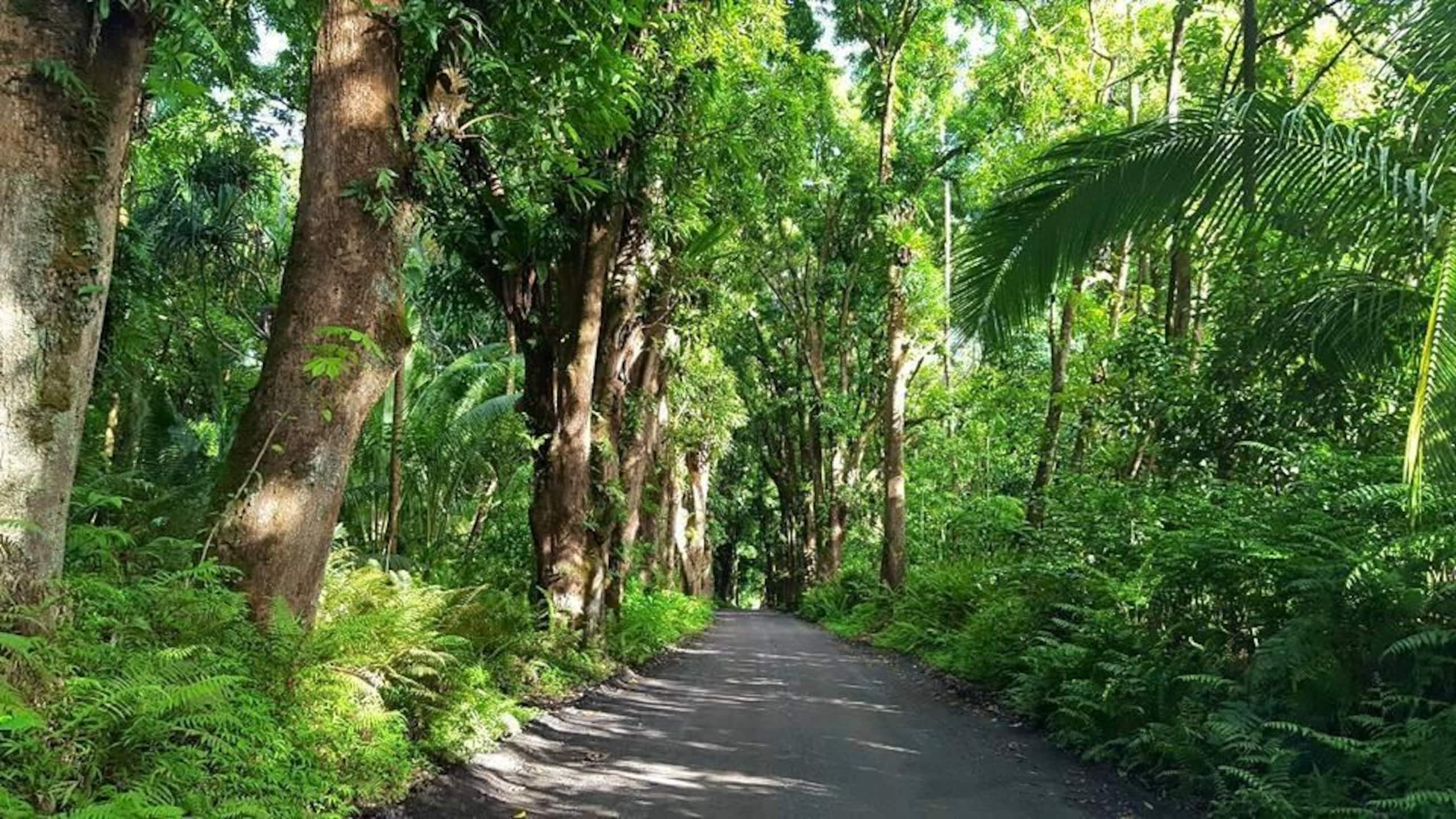 Condo in Hilo · ★4.24 · 2 bedrooms · 3 beds · 1 bath - Image 40