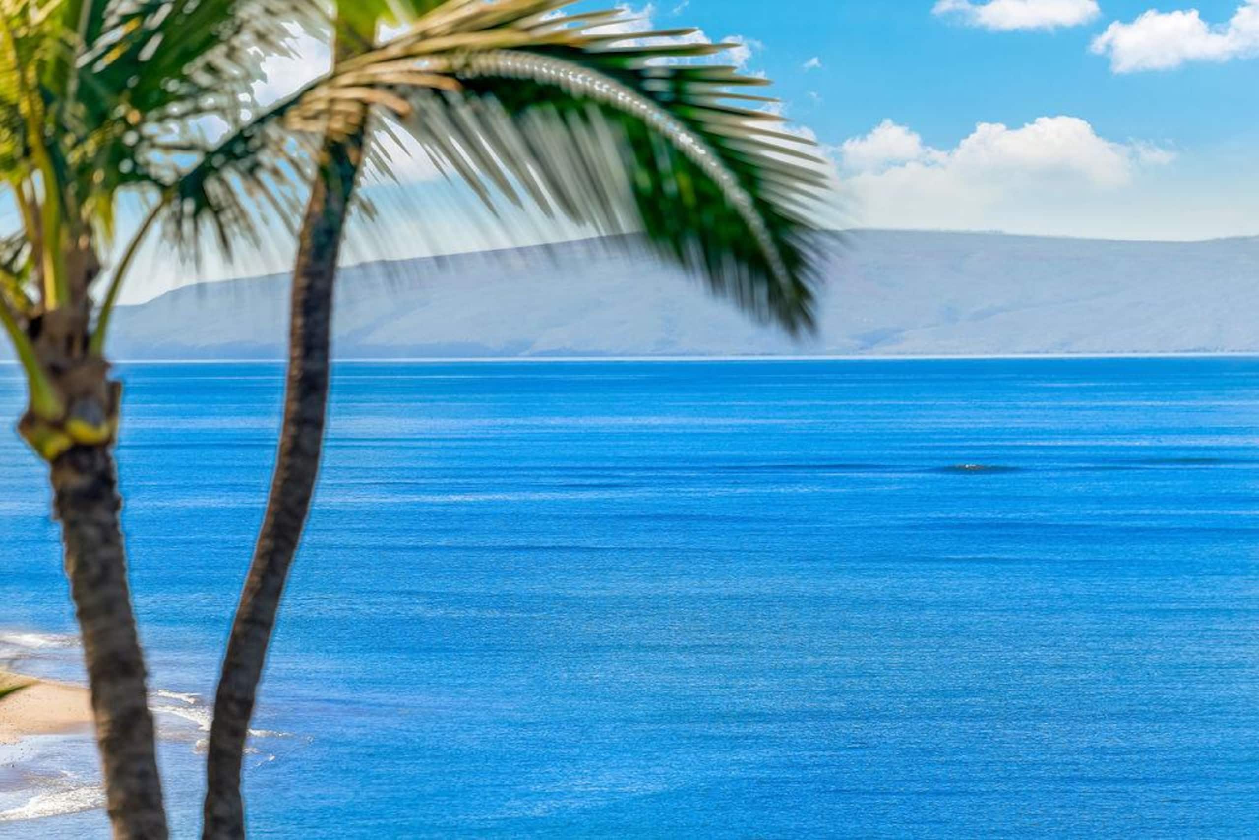 Condo in Kihei · ★4.87 · 3 bedrooms · 4 beds · 2 private baths - Image 52